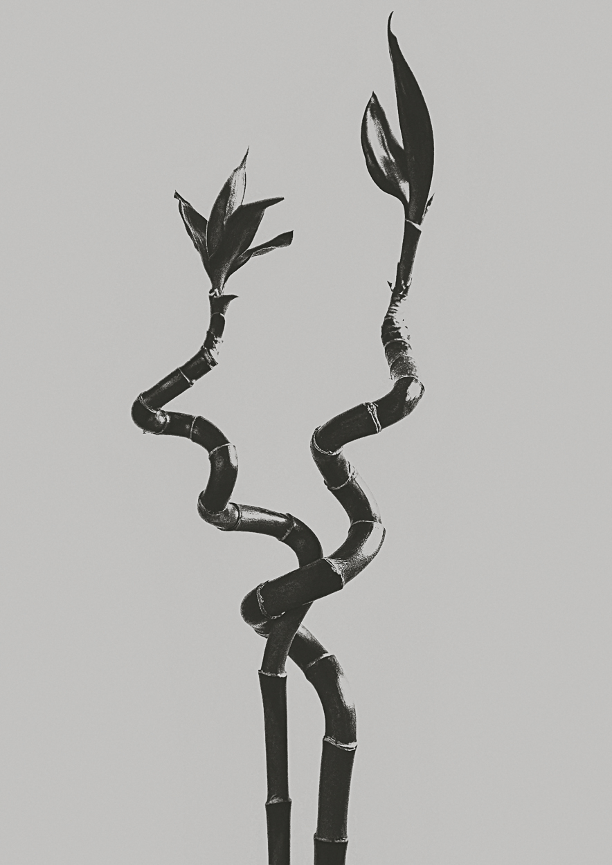A black and white photo of a plant with leaves.