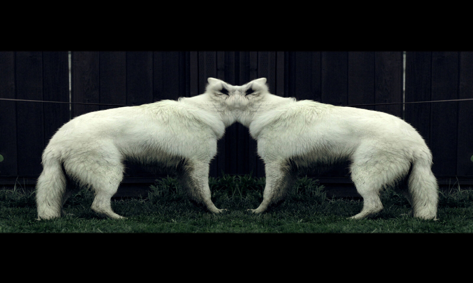 A symmetrical composition of two white foxes standing back-to-back on a grassy lawn.