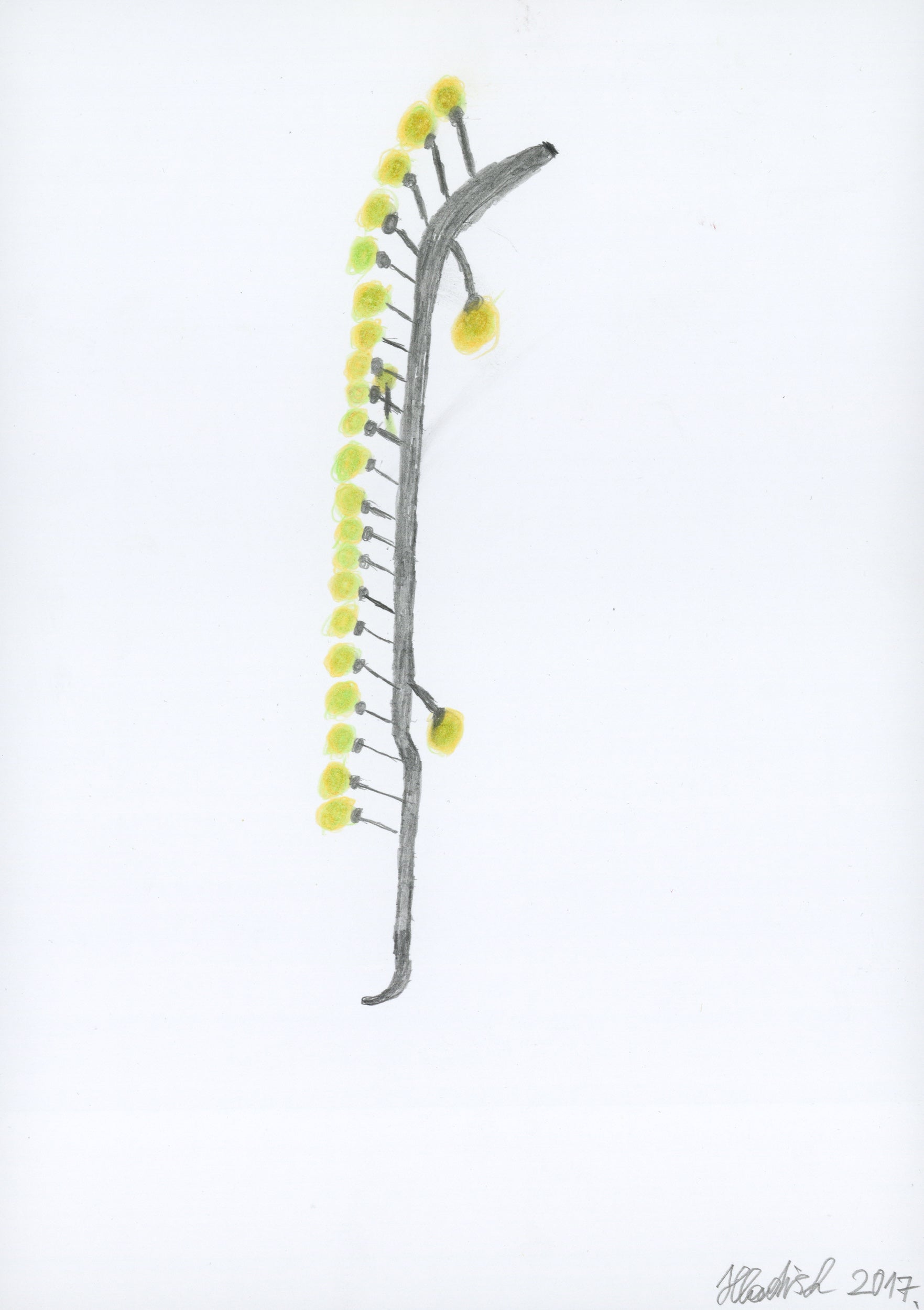 Grape by Helmut Hladisch, 2017