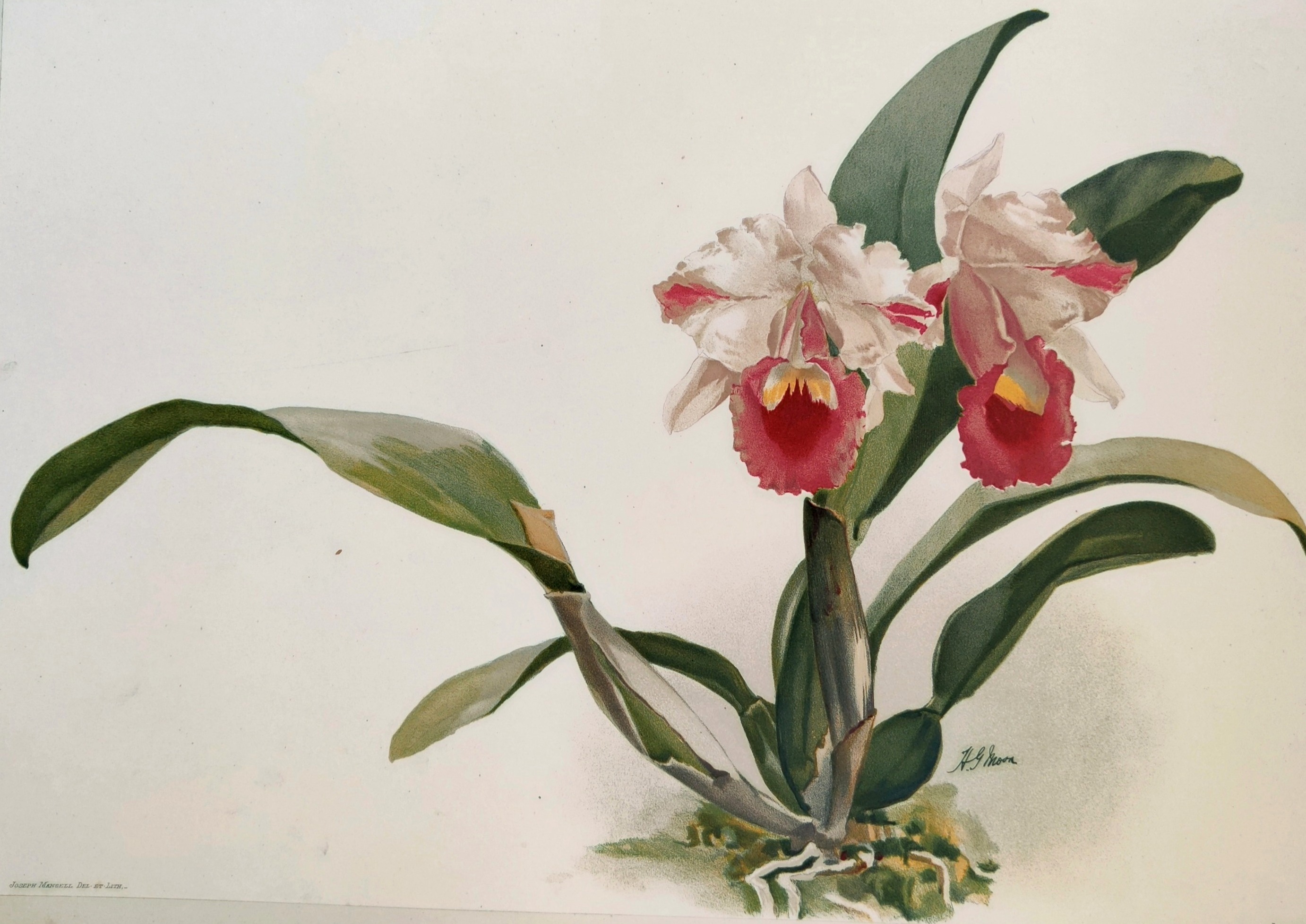 A delicate watercolor botanical study of a flowering orchid with vibrant pink and white blossoms.