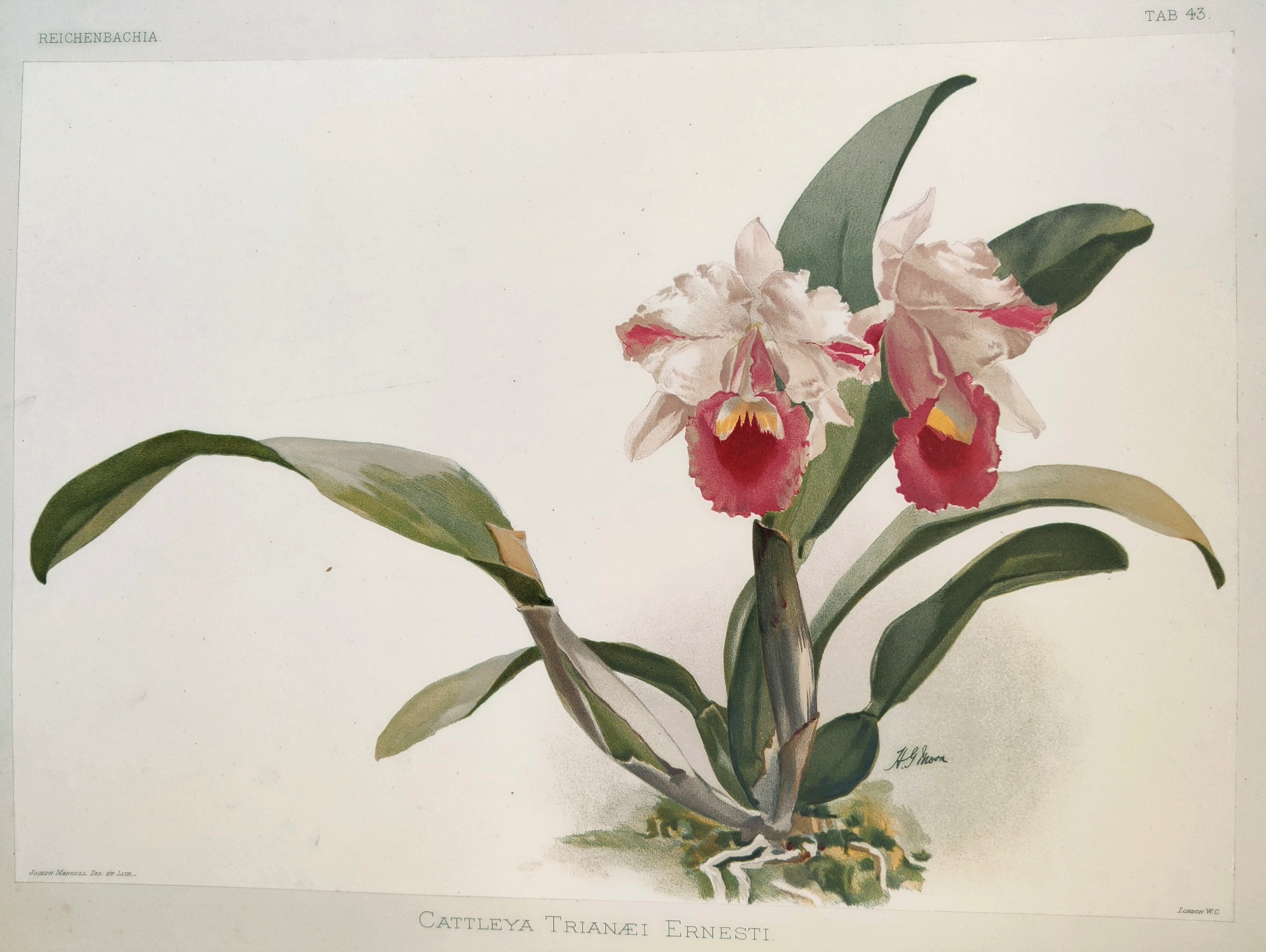 A delicate watercolor botanical study of a flowering orchid with vibrant pink and white blossoms.