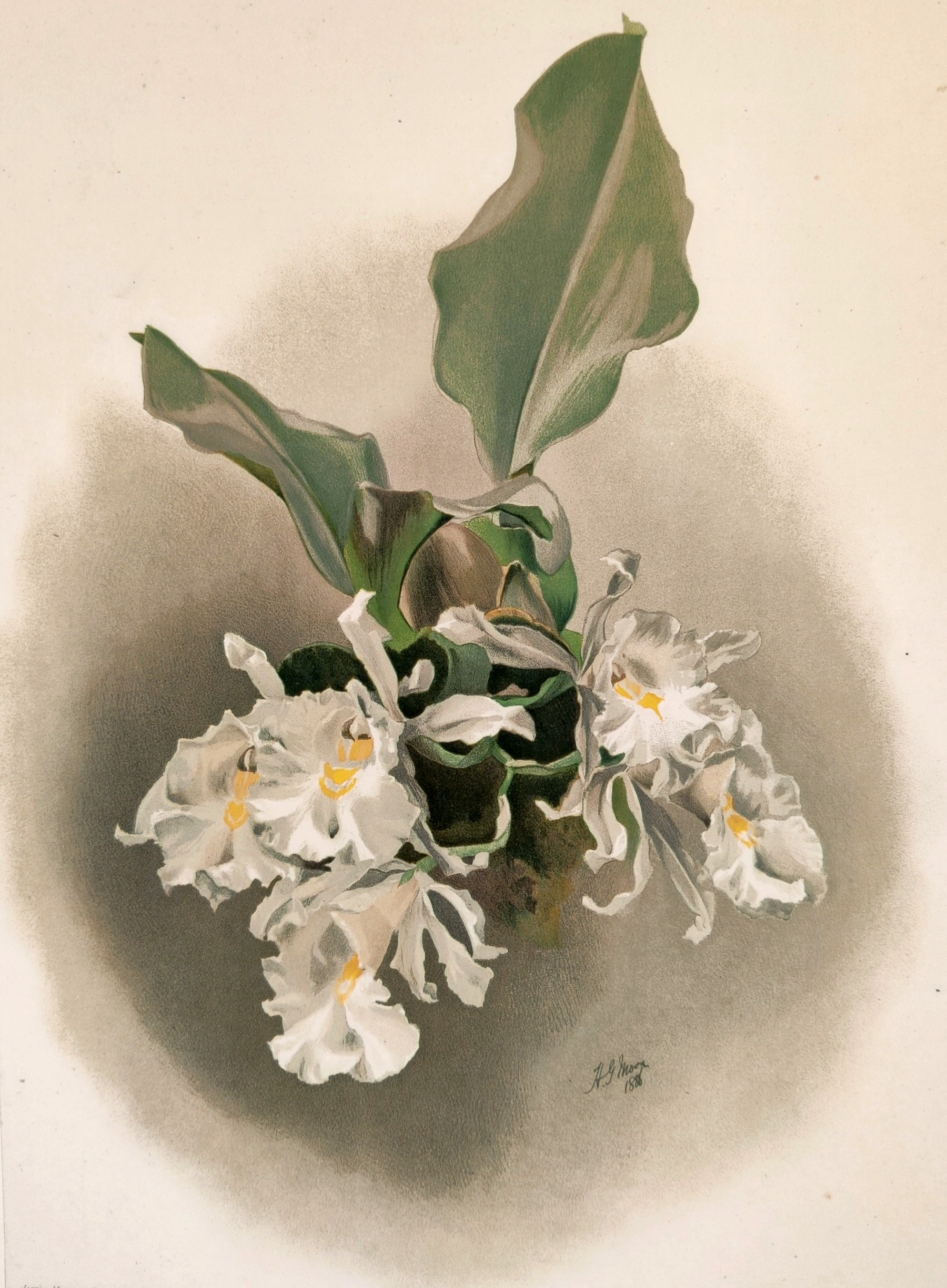 A delicate watercolor study of white orchids with broad green leaves, rendered in soft, naturalistic tones.