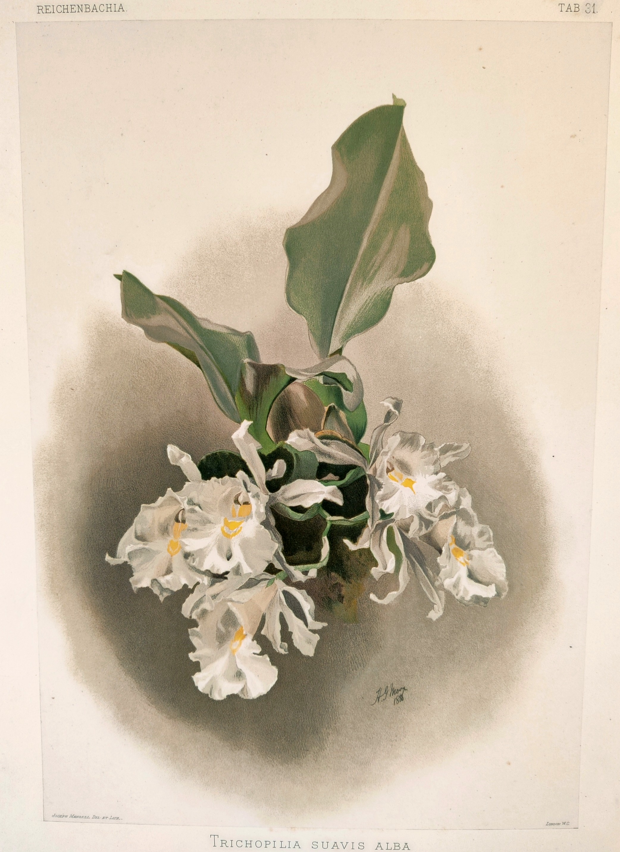 A delicate watercolor study of white orchids with broad green leaves, rendered in soft, naturalistic tones.