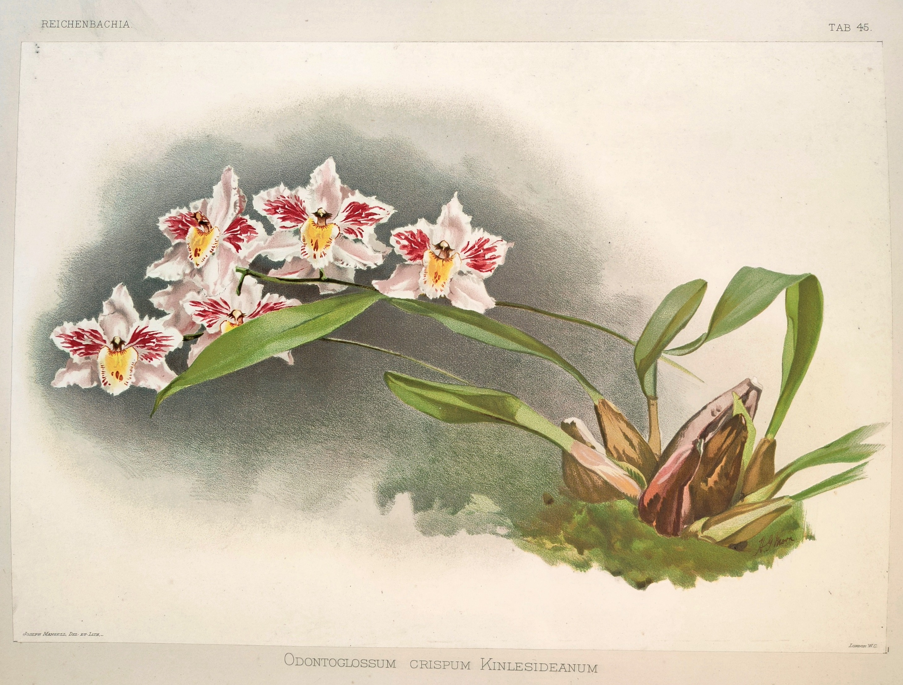 A painting of a white and red flower with green leaves.