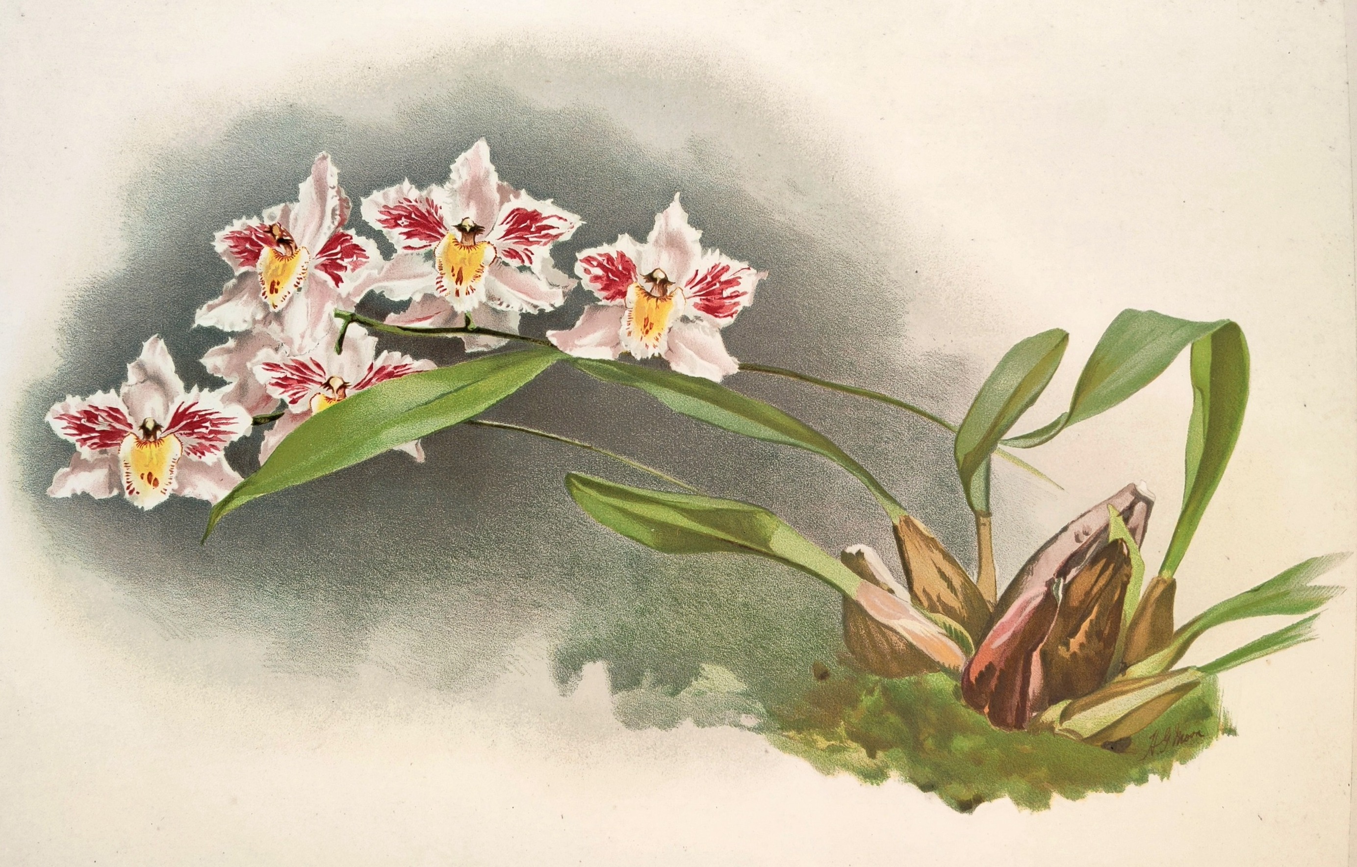 A painting of a white and red flower with green leaves.