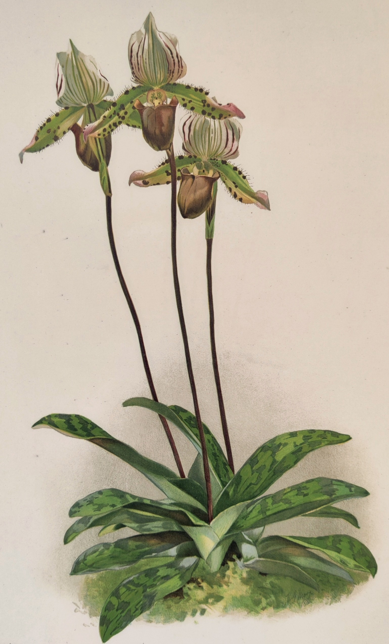 A drawing of a flower on a white background.