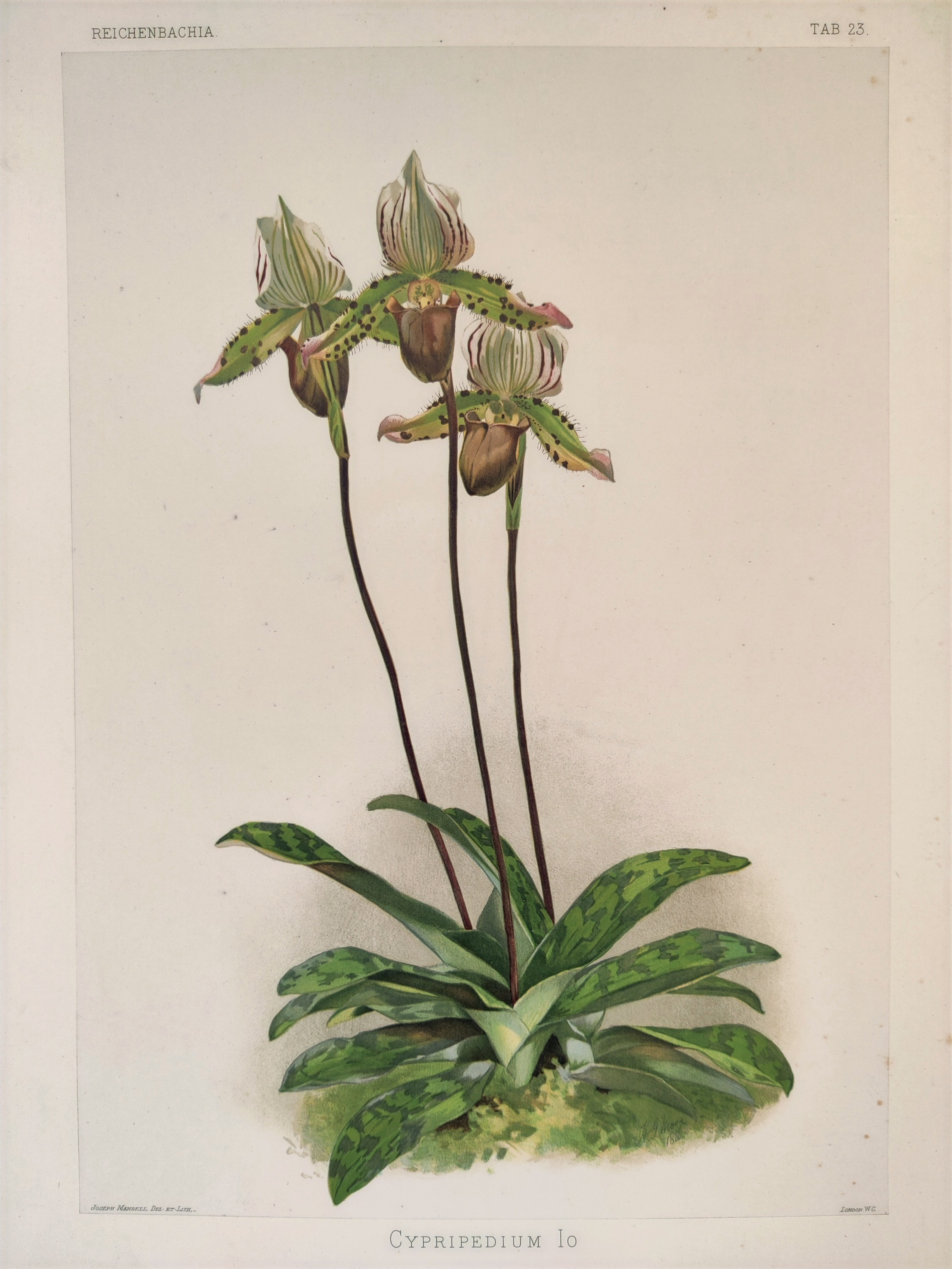 A drawing of a flower on a white background.