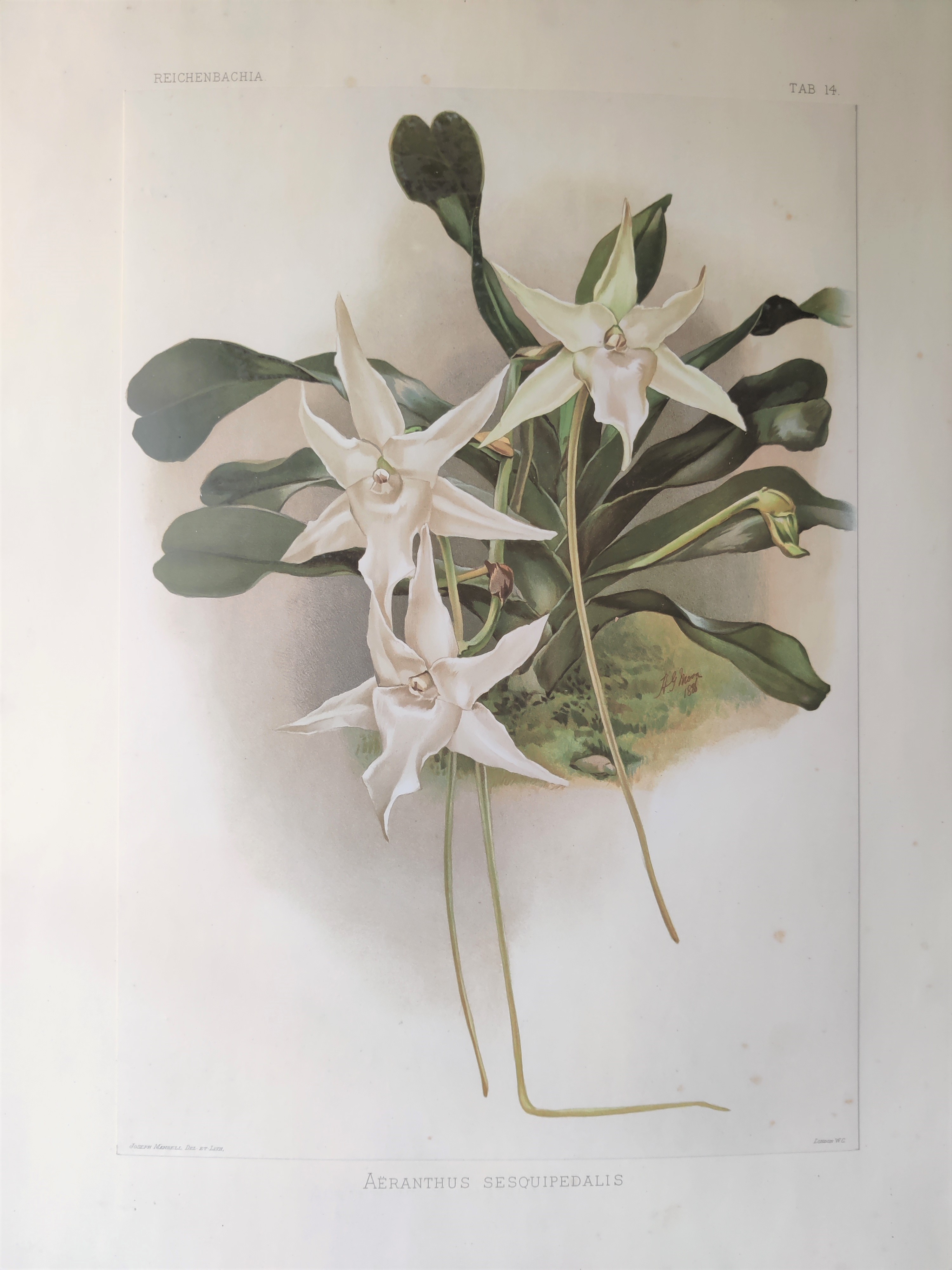 A watercolor painting of a white flower with green leaves.