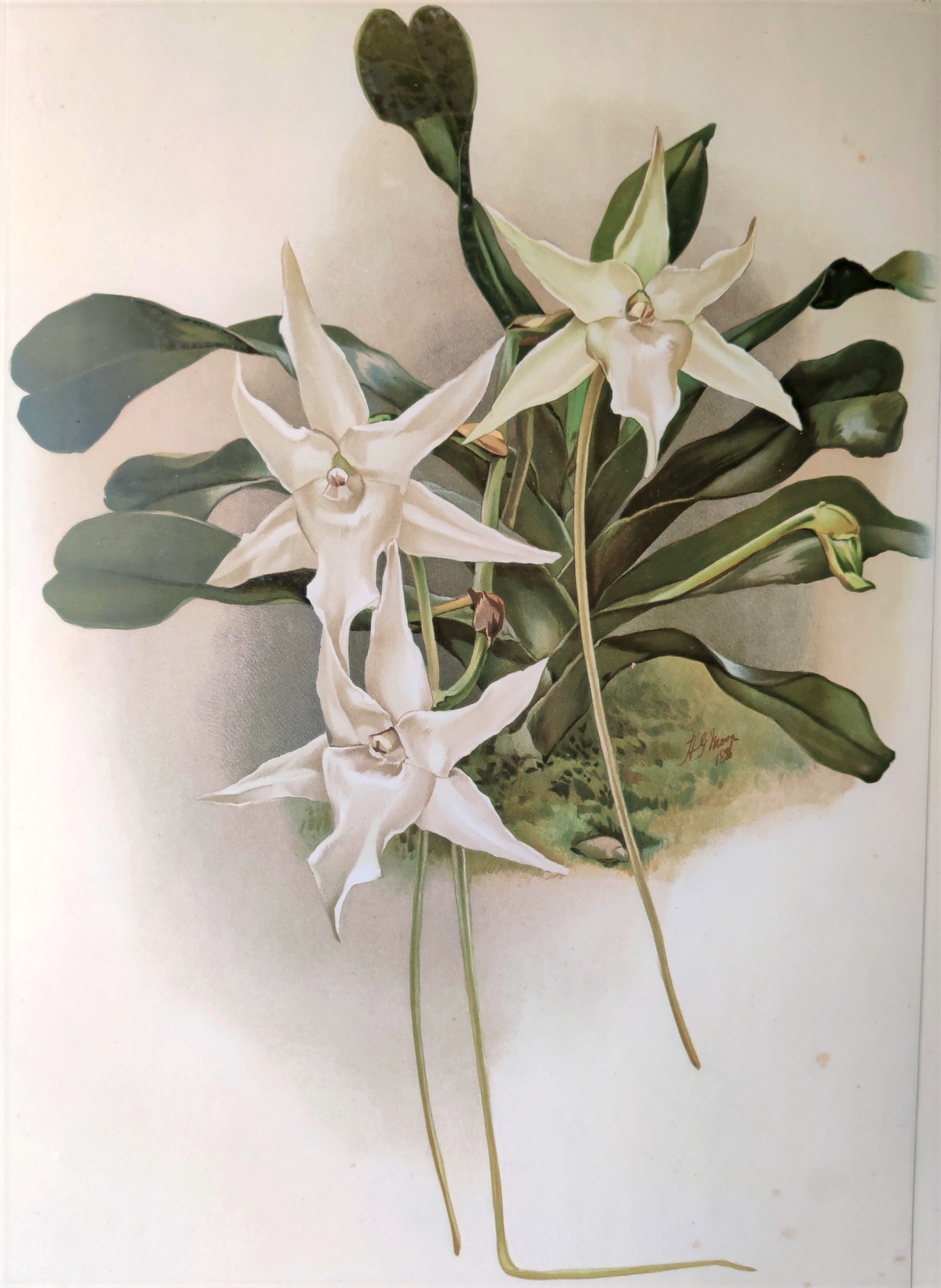 A watercolor painting of a white flower with green leaves.