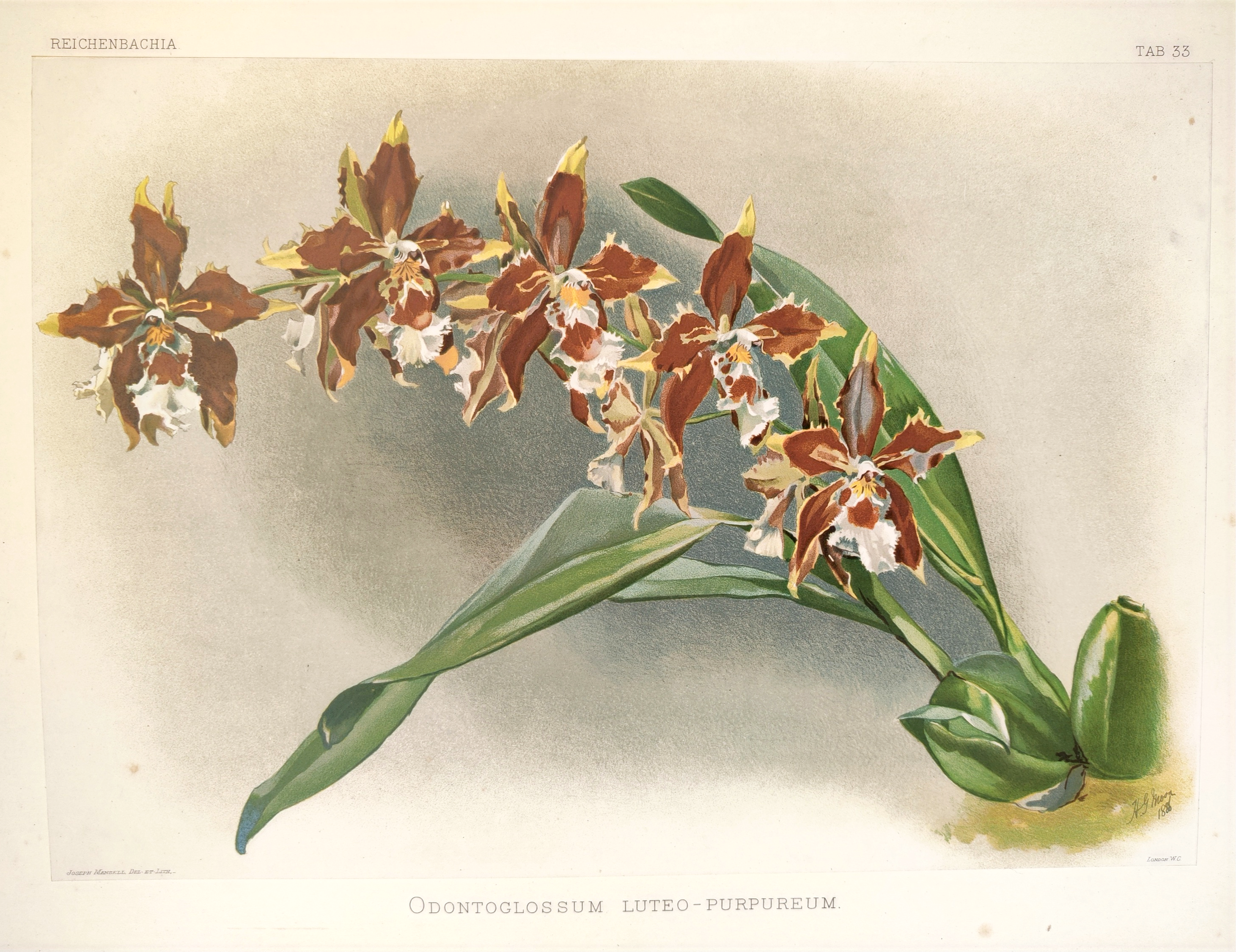 A botanical illustration of a cluster of brown and white orchids with long green leaves.