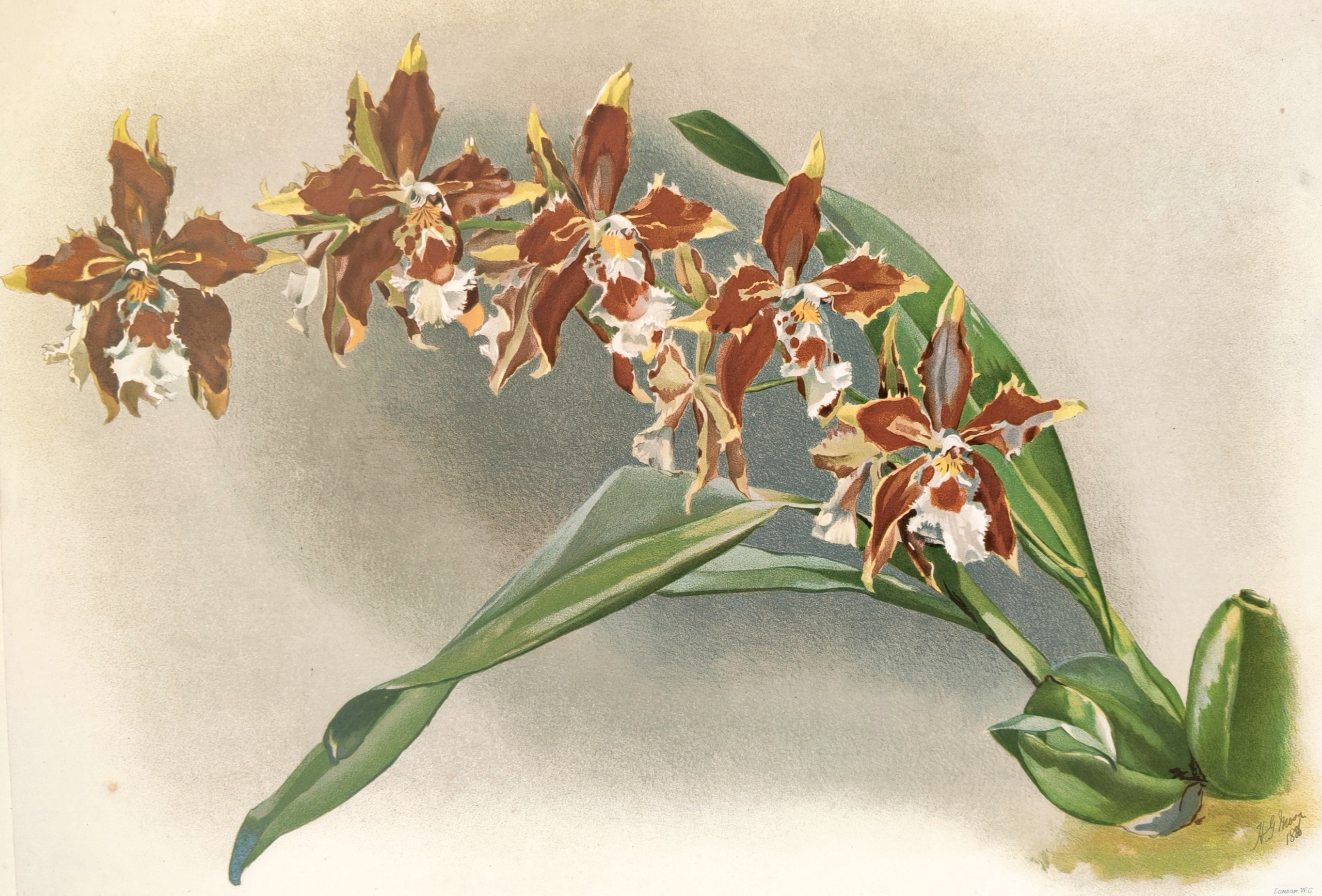 A botanical illustration of a cluster of brown and white orchids with long green leaves.