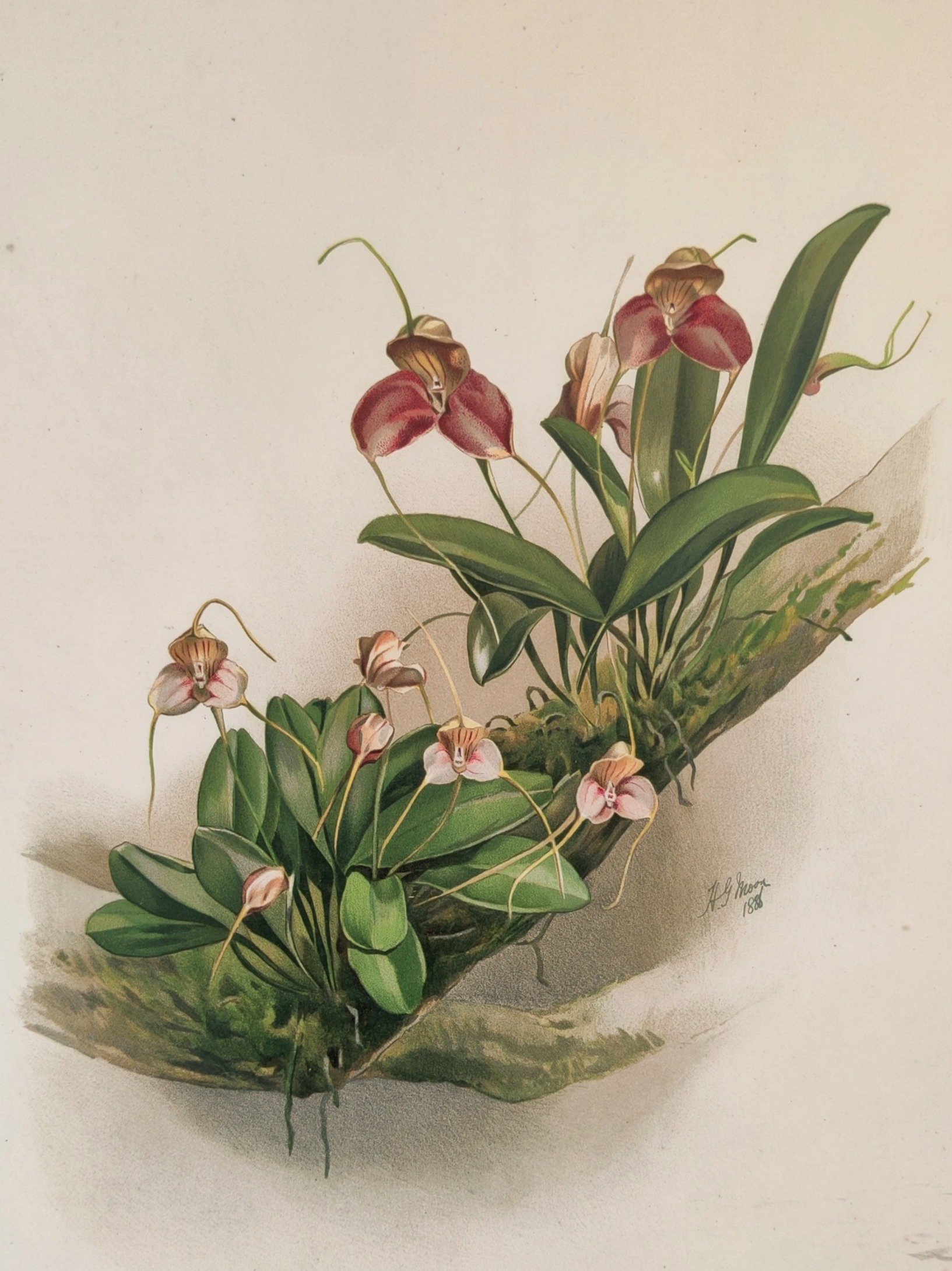 A detailed botanical illustration of a cluster of orchids with delicate pink blossoms and lush green leaves.