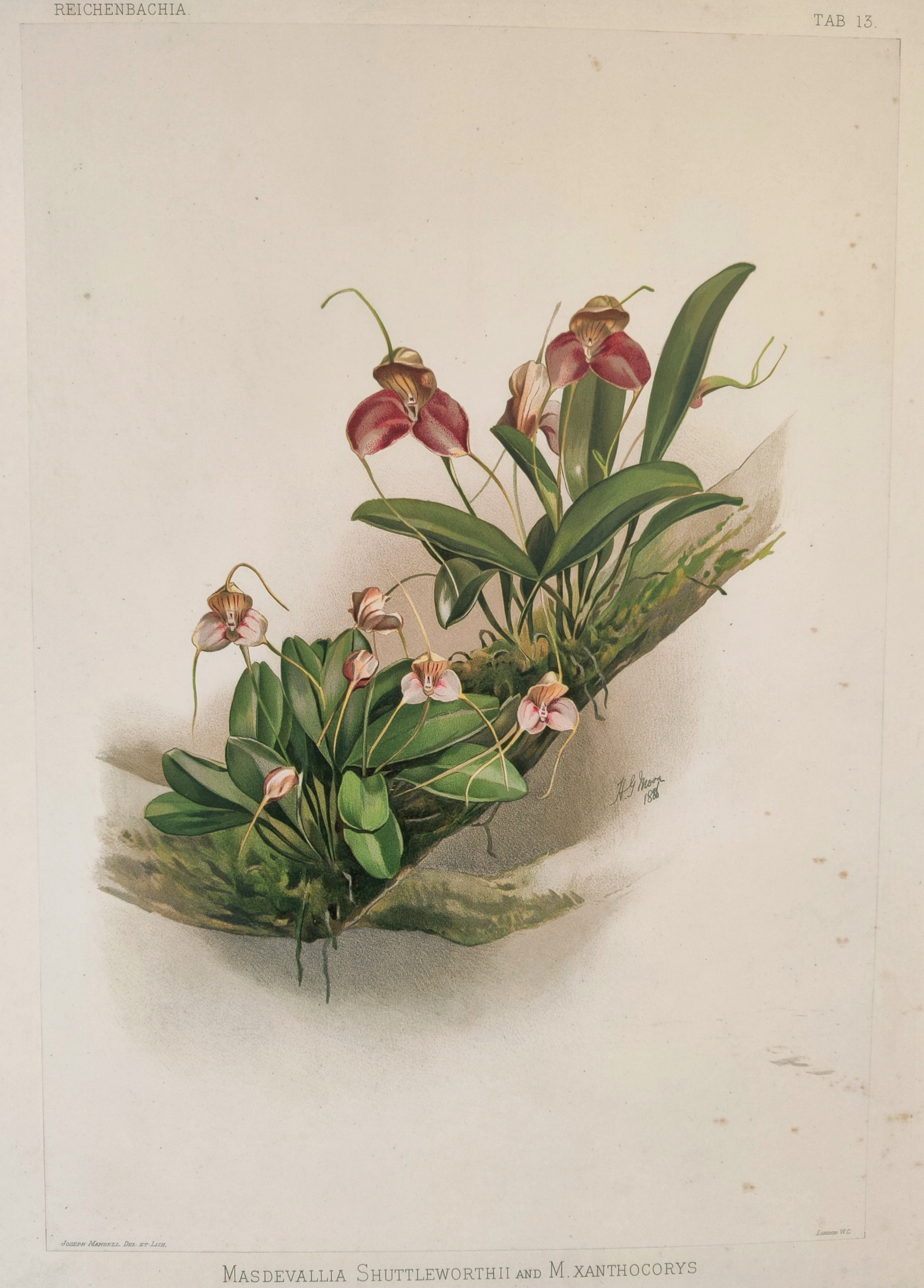 A detailed botanical illustration of a cluster of orchids with delicate pink blossoms and lush green leaves.