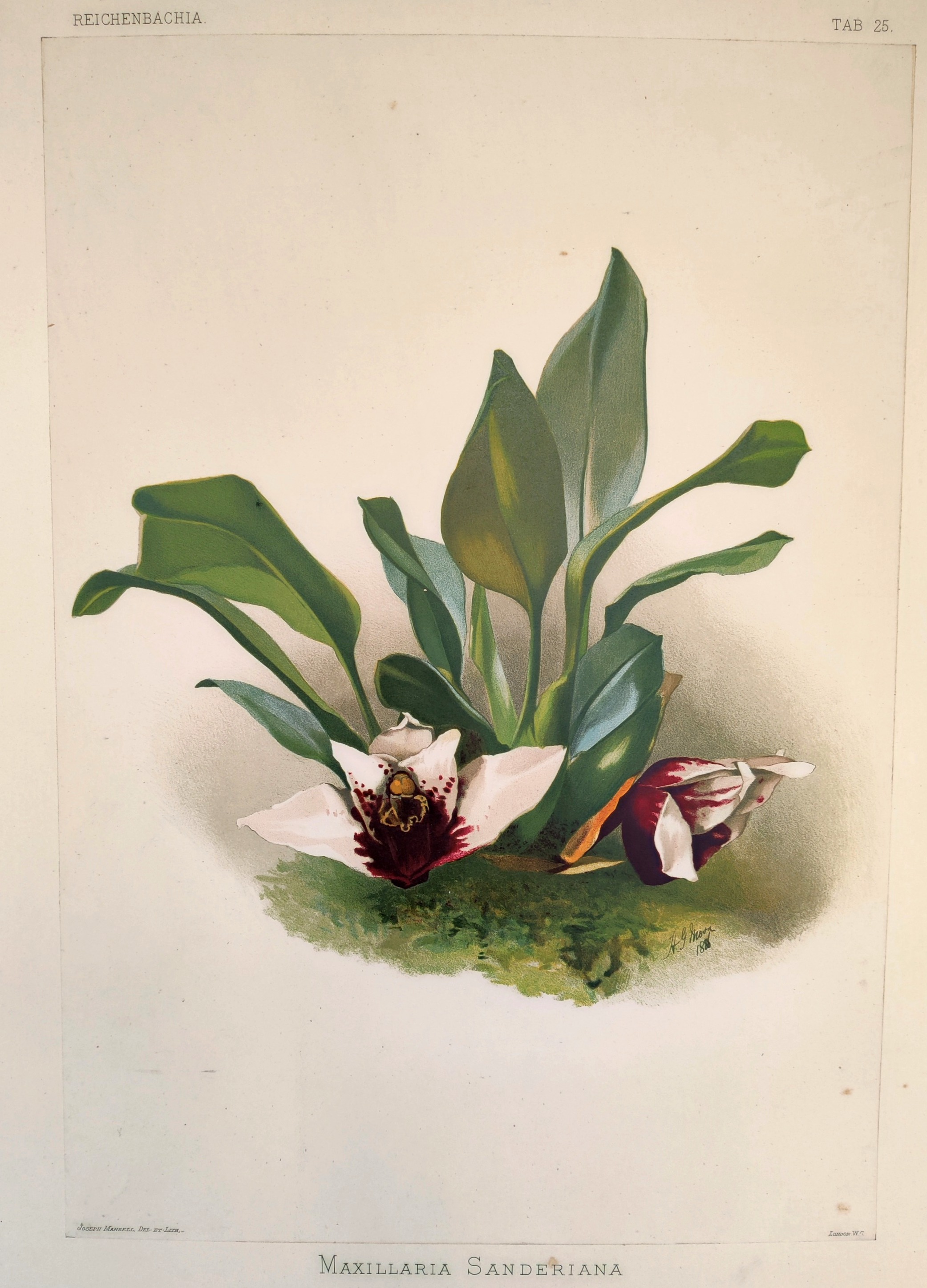 A painting of a white and red flower with green leaves.