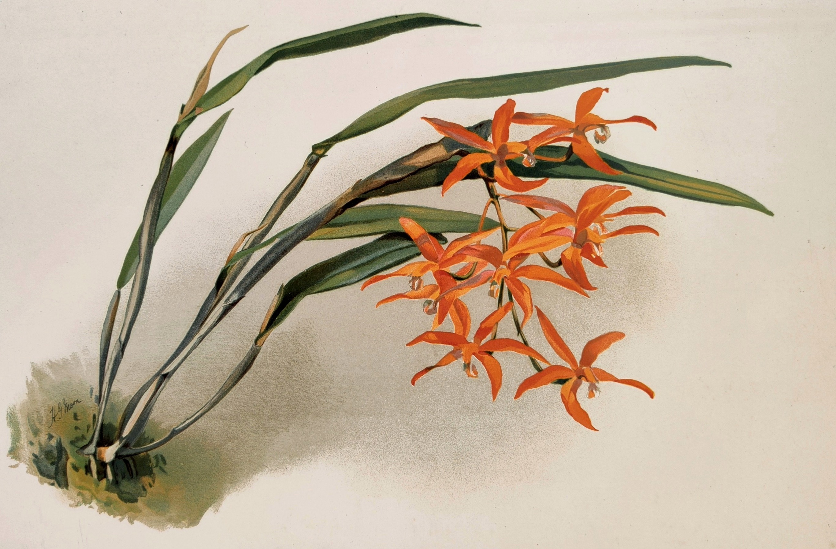 A painting of a plant with orange flowers and green leaves.