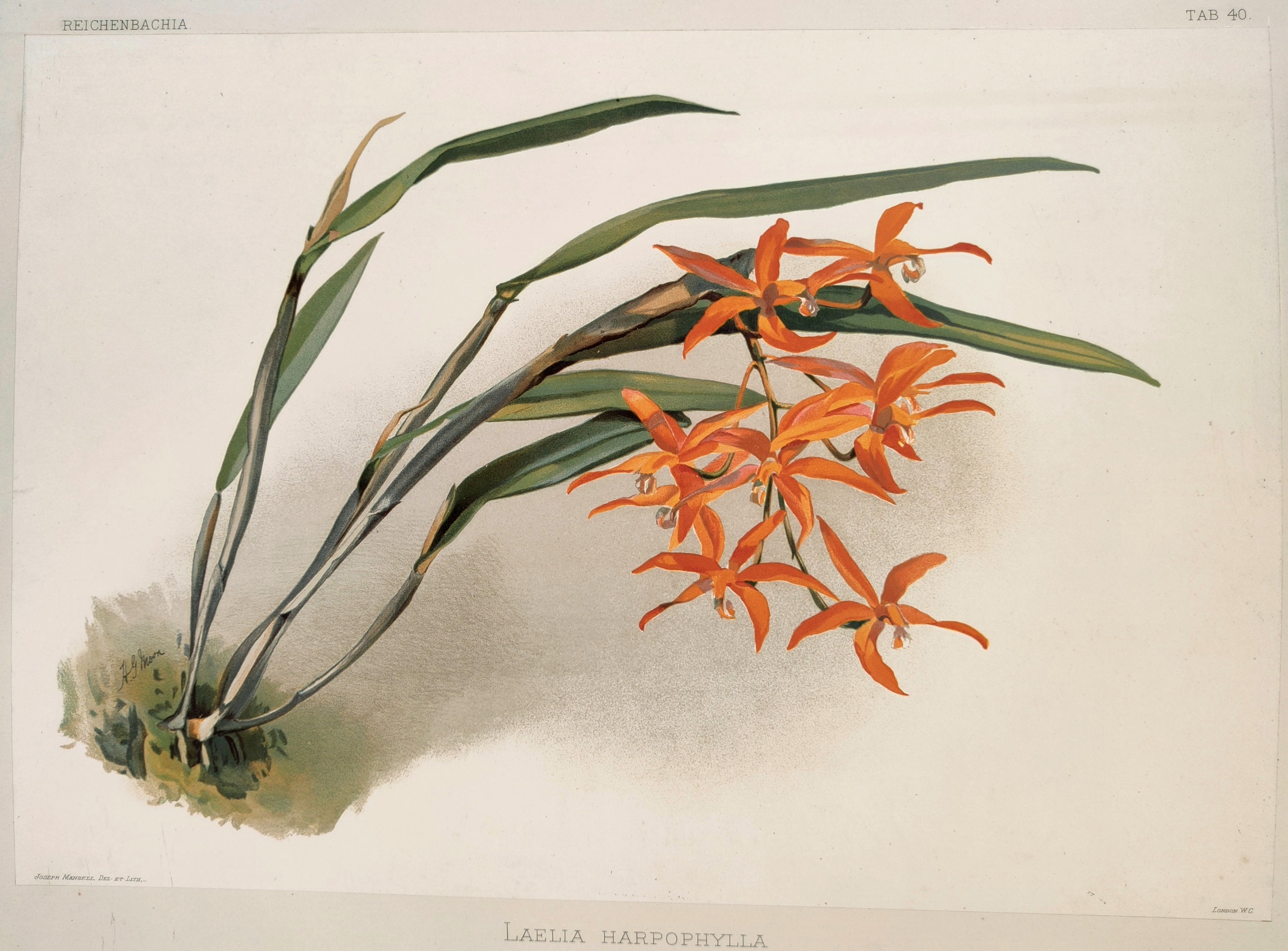A painting of a plant with orange flowers and green leaves.