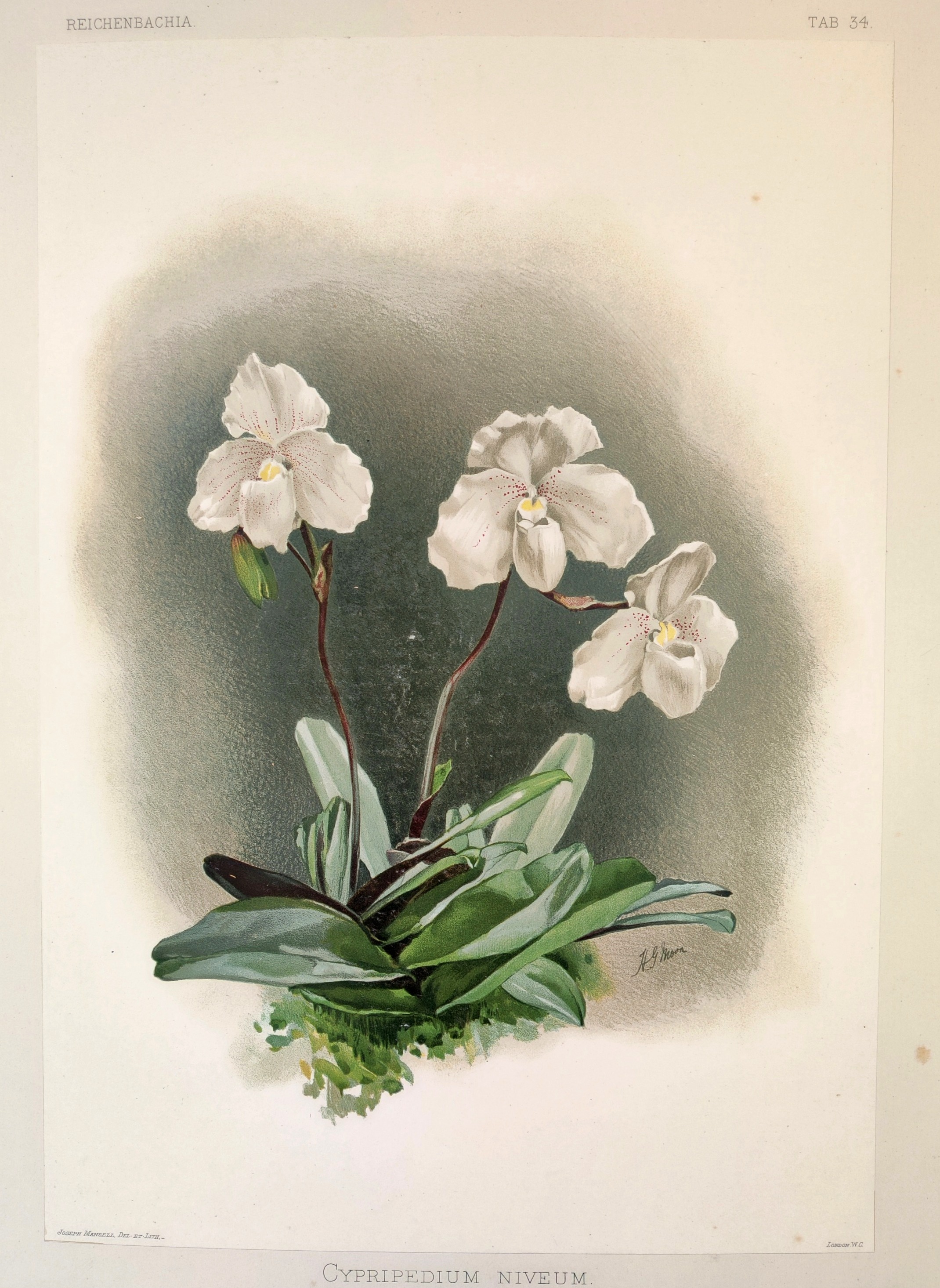 A painting of two white orchids on a green background.