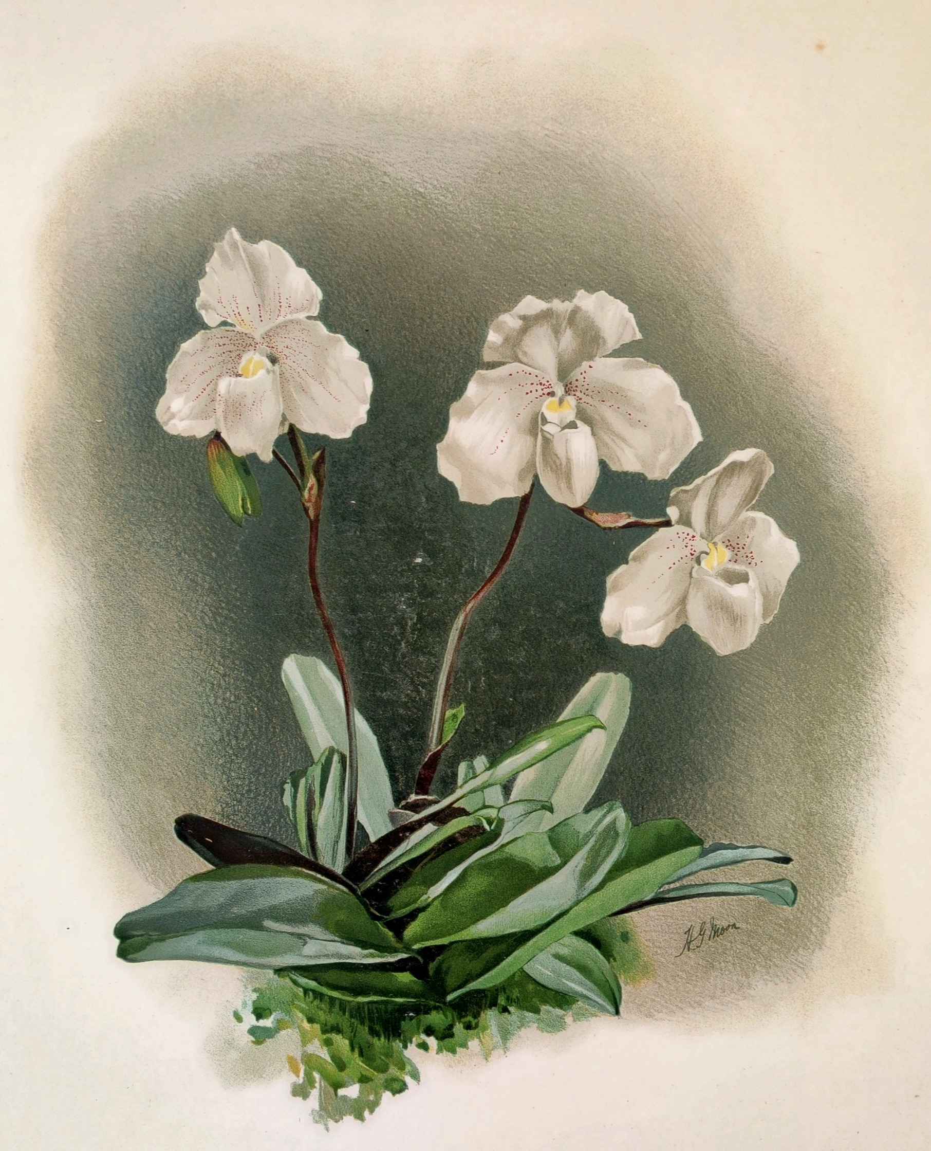A painting of two white orchids on a green background.