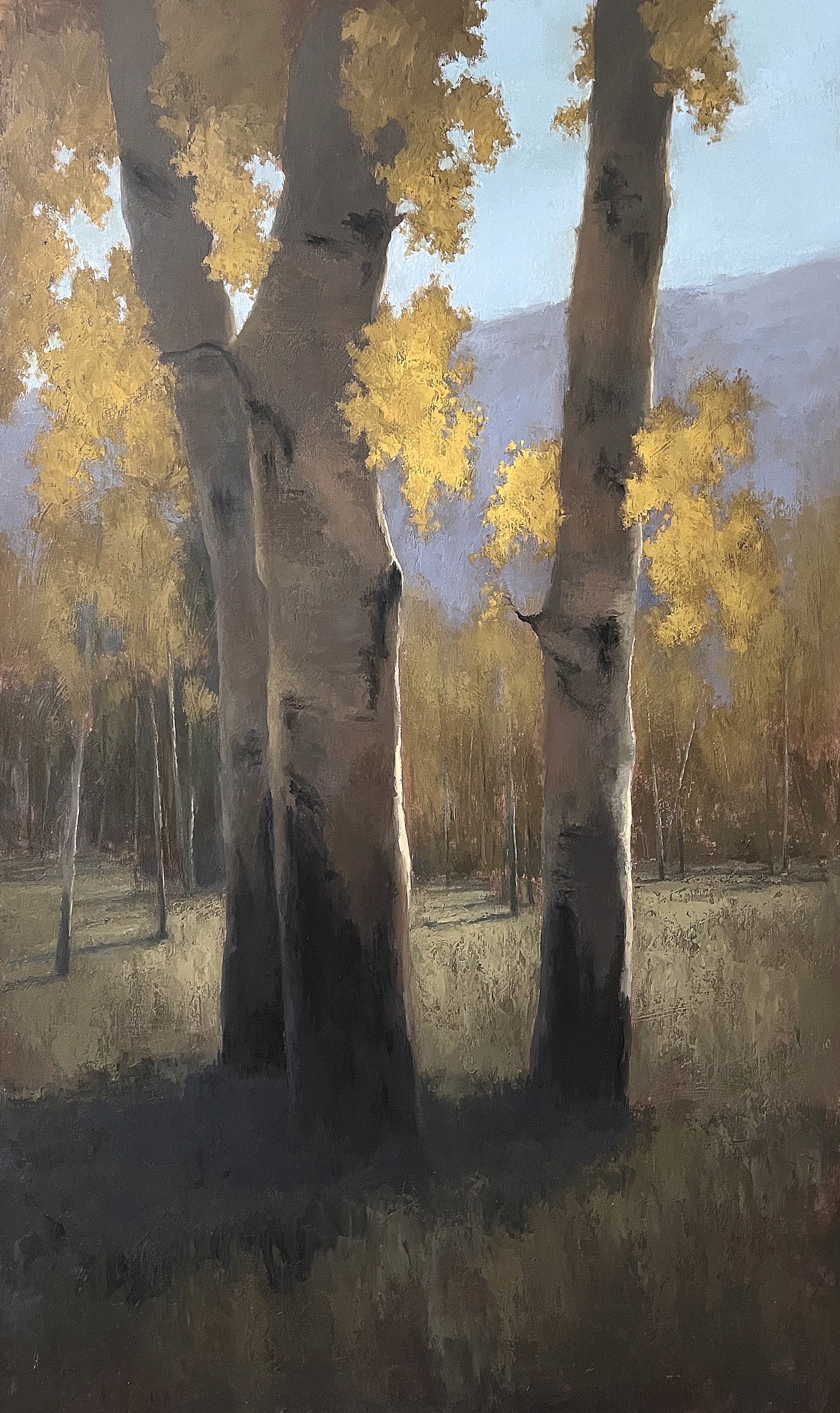 Golden Aspens