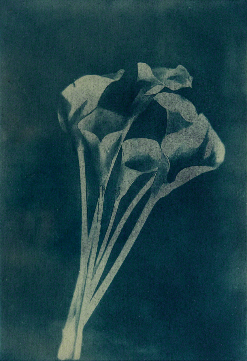 Calla Lily by Javier Molina Barrios, 2021