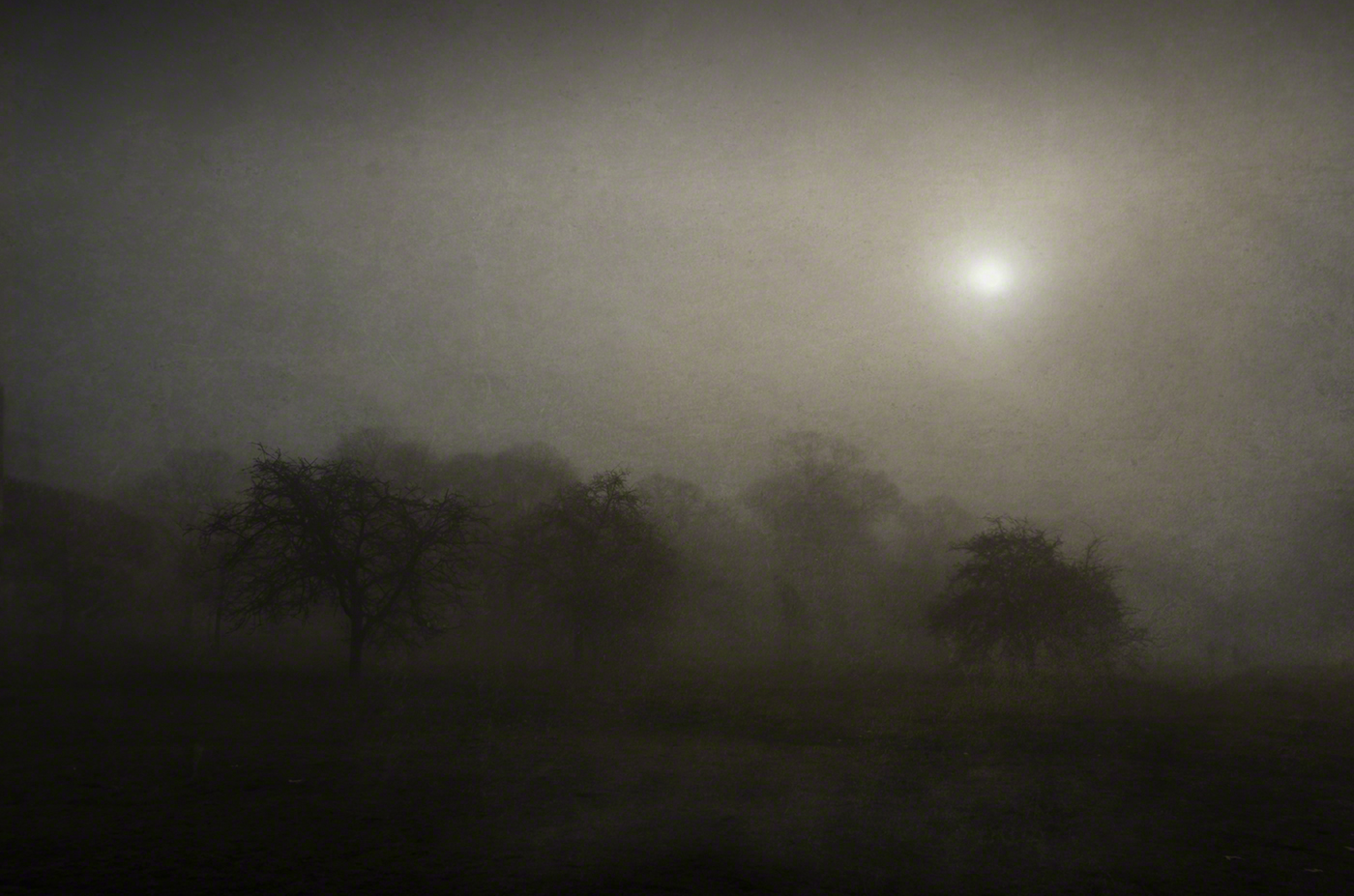 Greenwich Park #2 by Javier Molina Barrios, 2022