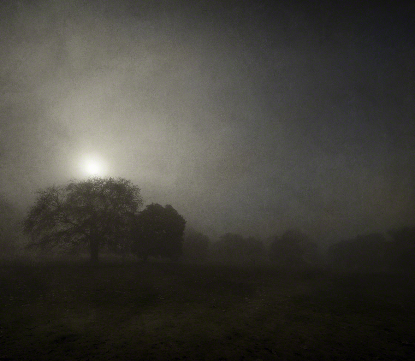 A lone tree in the middle of a foggy field at night.