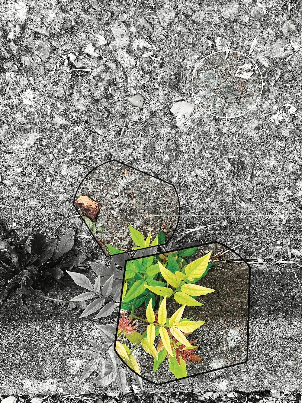A black-and-white urban scene with a vibrant, colorful plant highlighted by geometric overlays.