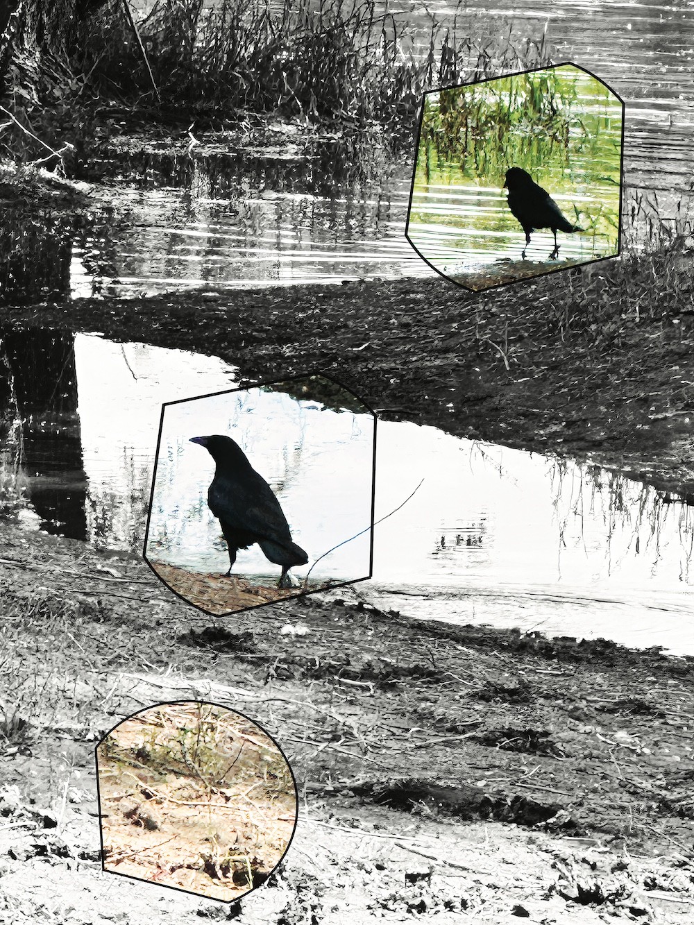 A surreal landscape featuring a black bird and three framed cutouts against a monochrome background.