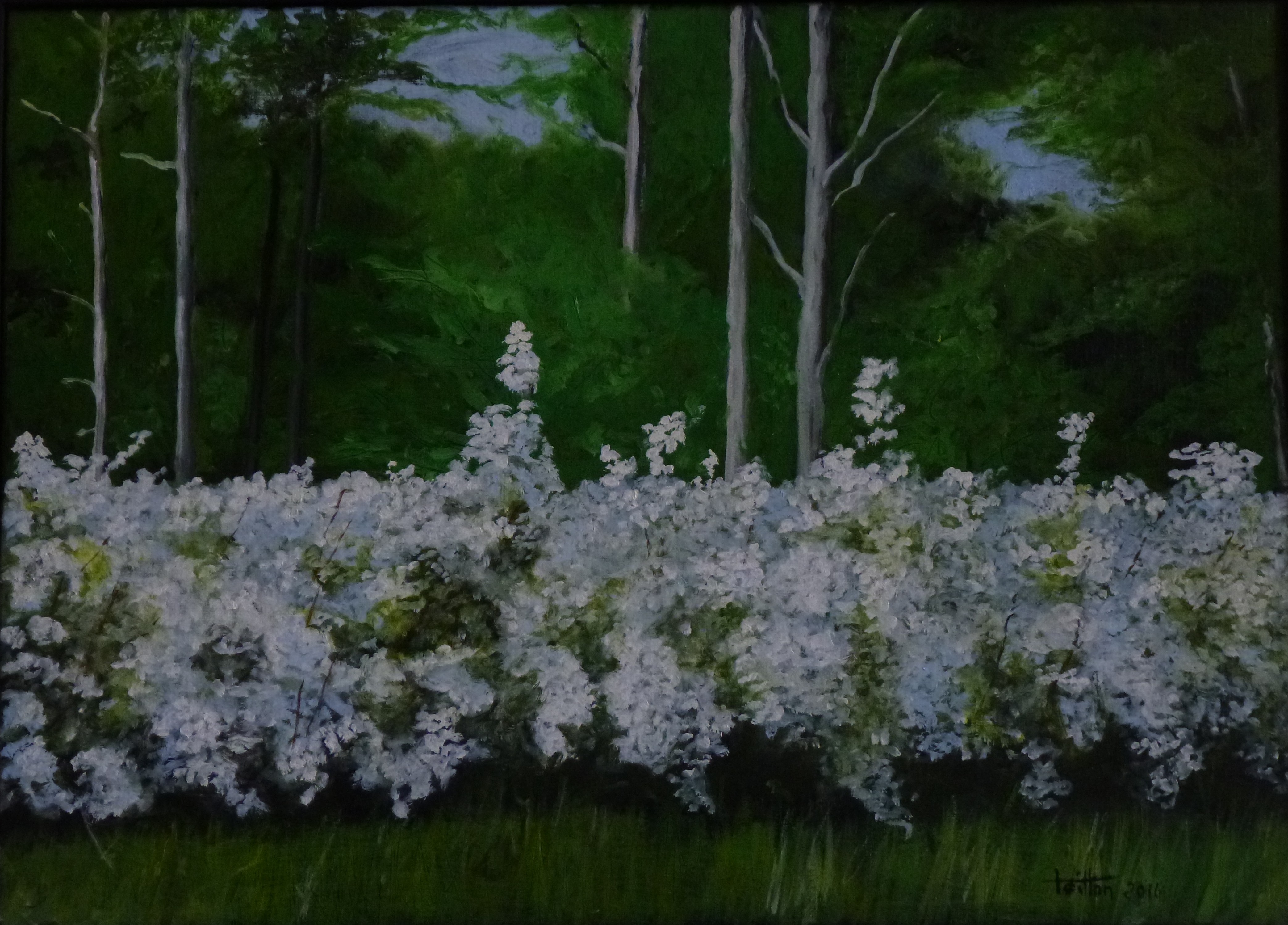 A serene landscape painting featuring a dense field of white blossoms under a dark forest.