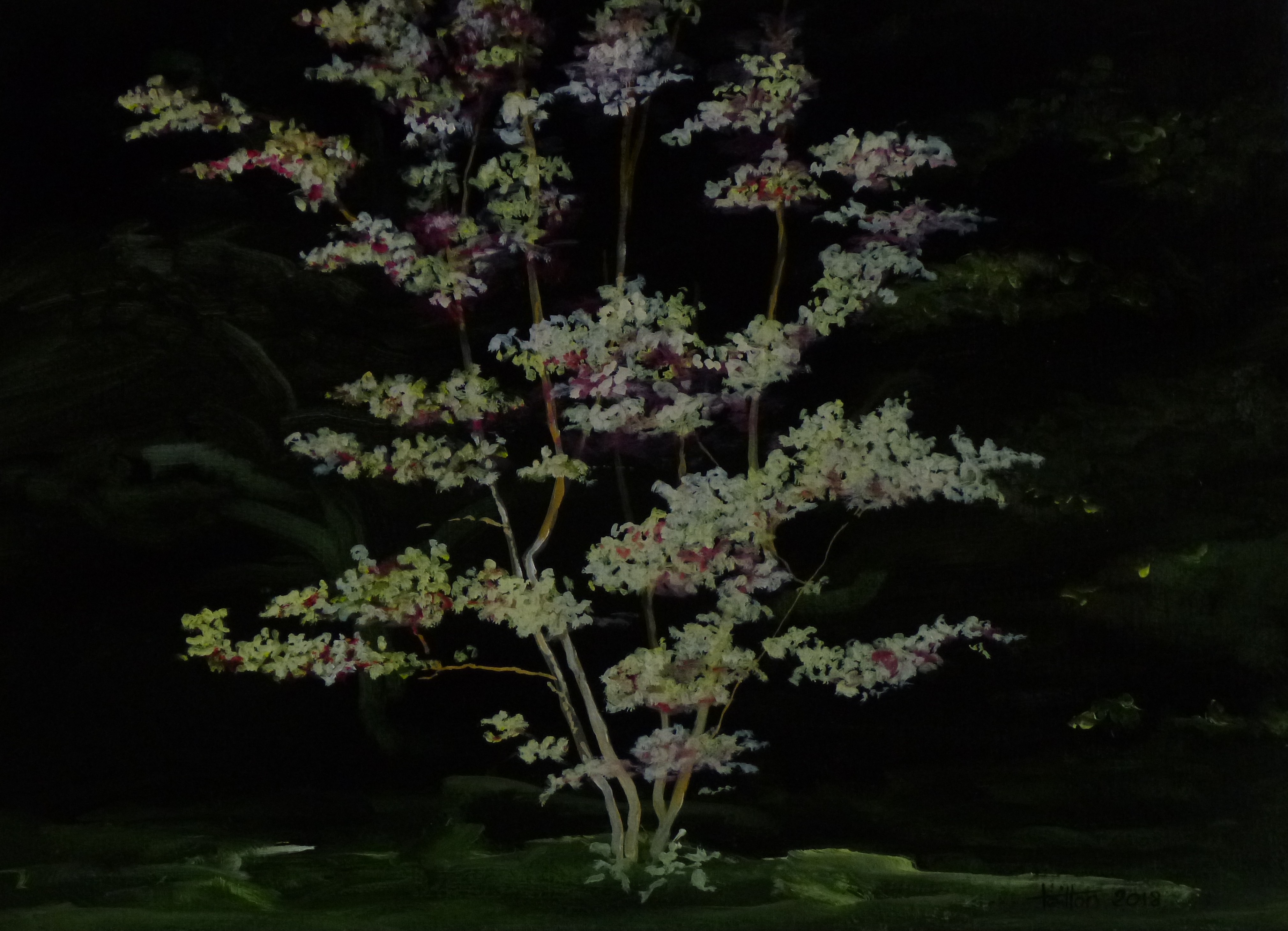 A botanical painting of a flowering shrub against a dark background.
