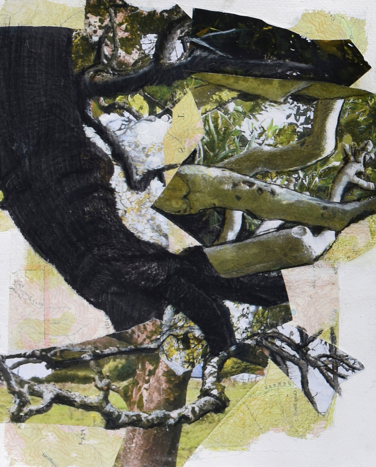 A collage-style composition of a tree with map paper background.