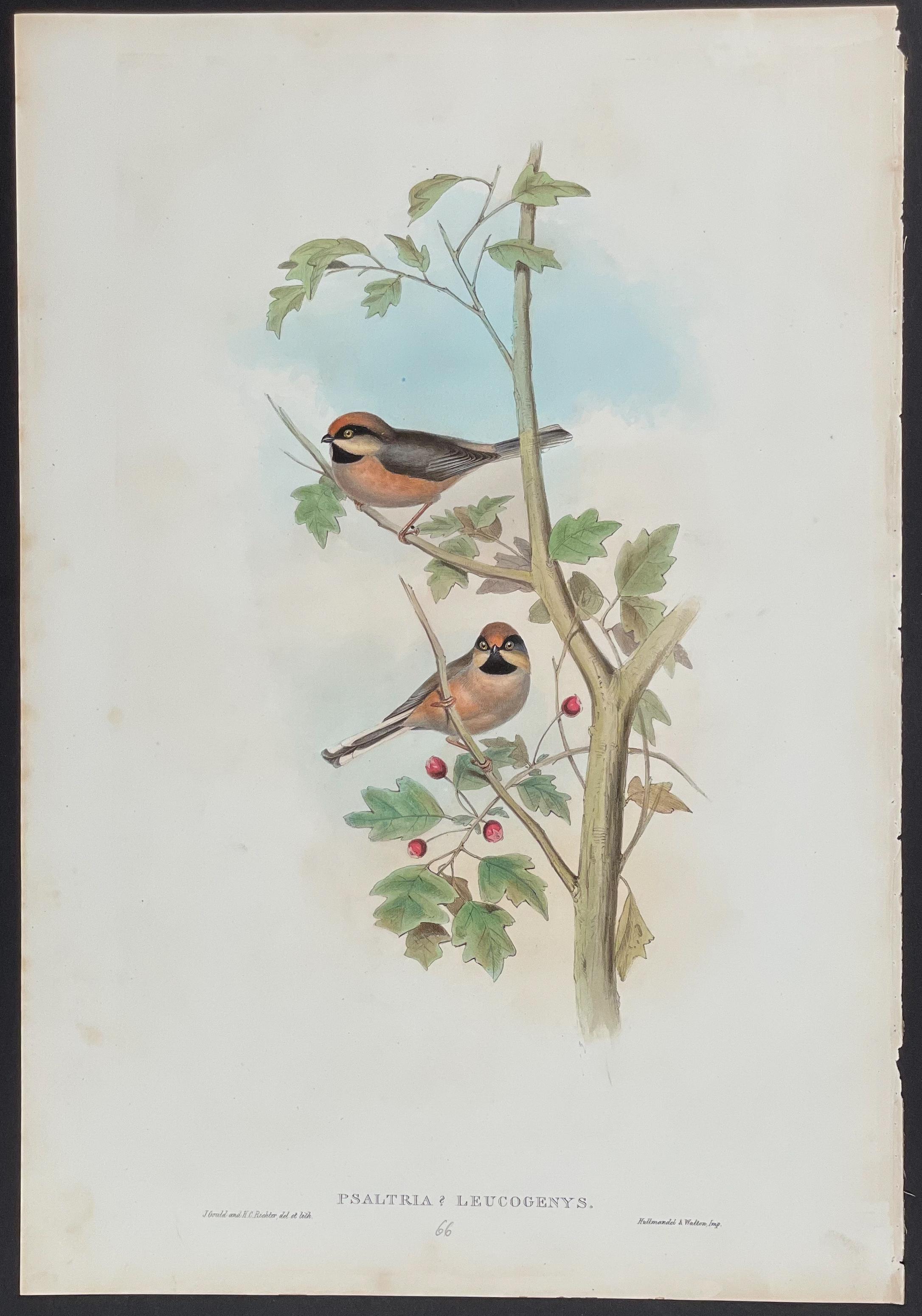 Afghan Tit by John Gould, 1850 and 1883