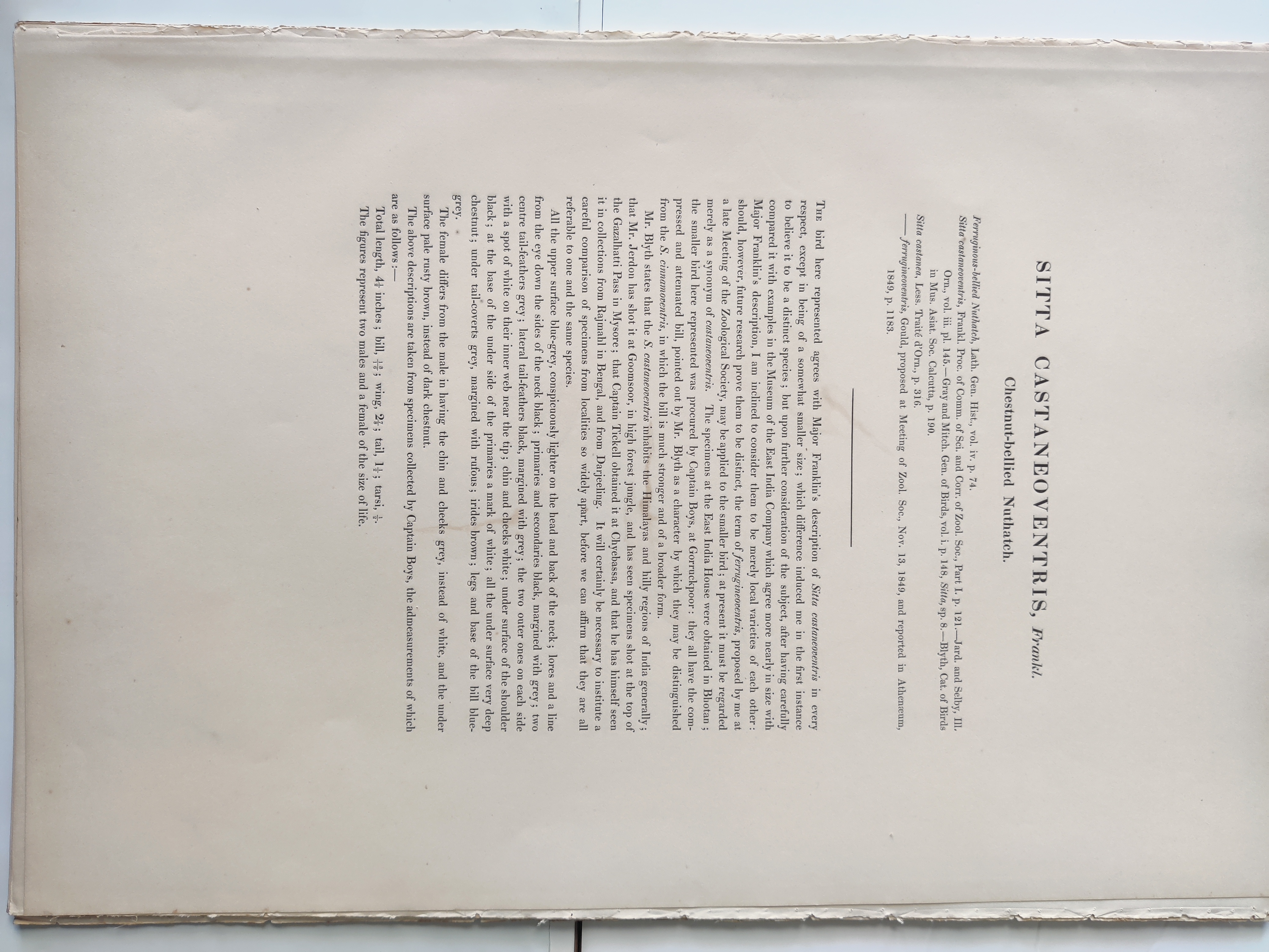 A painting of three birds sitting on a tree branch.