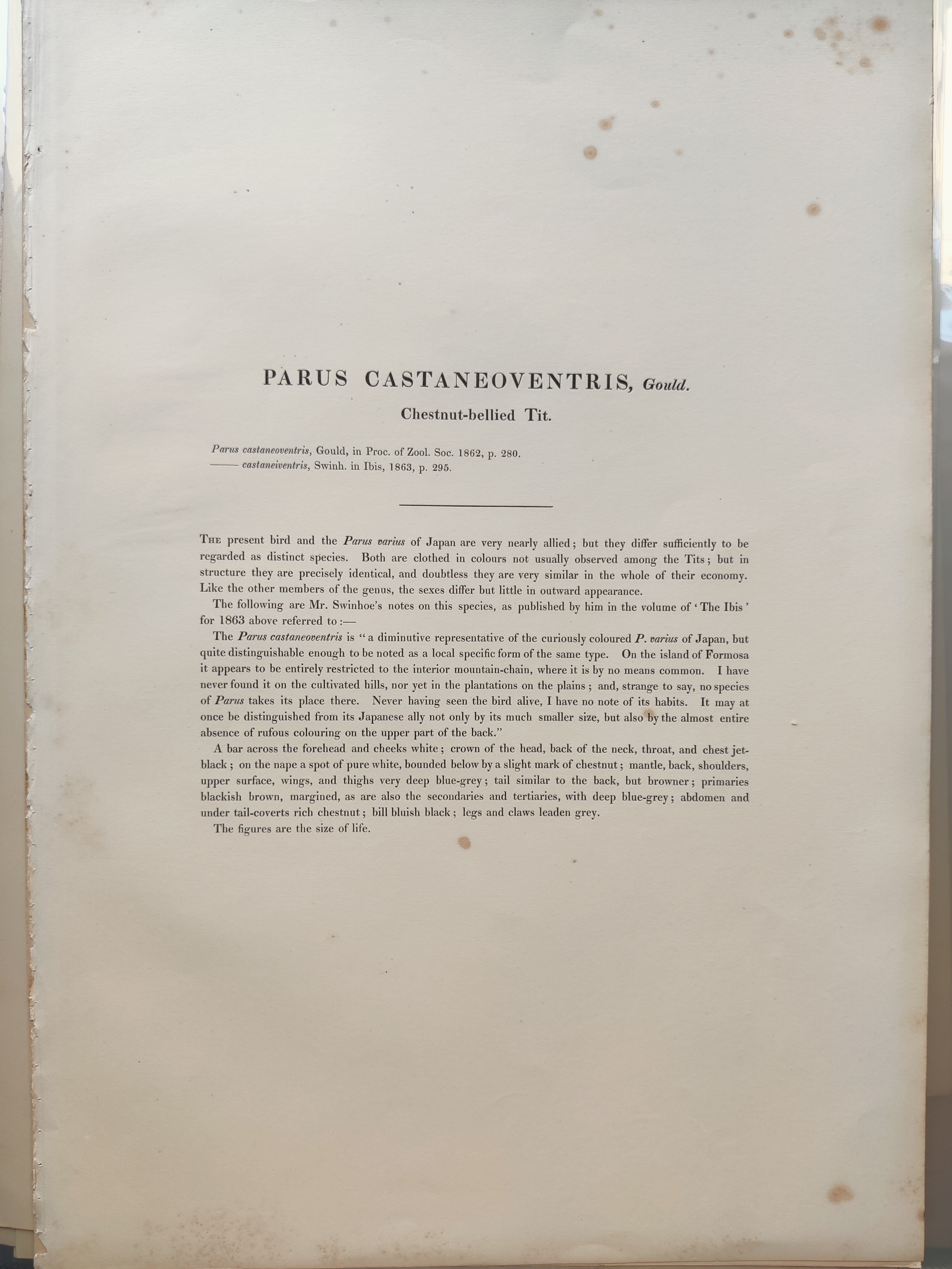 A couple of birds sitting on top of a tree branch.