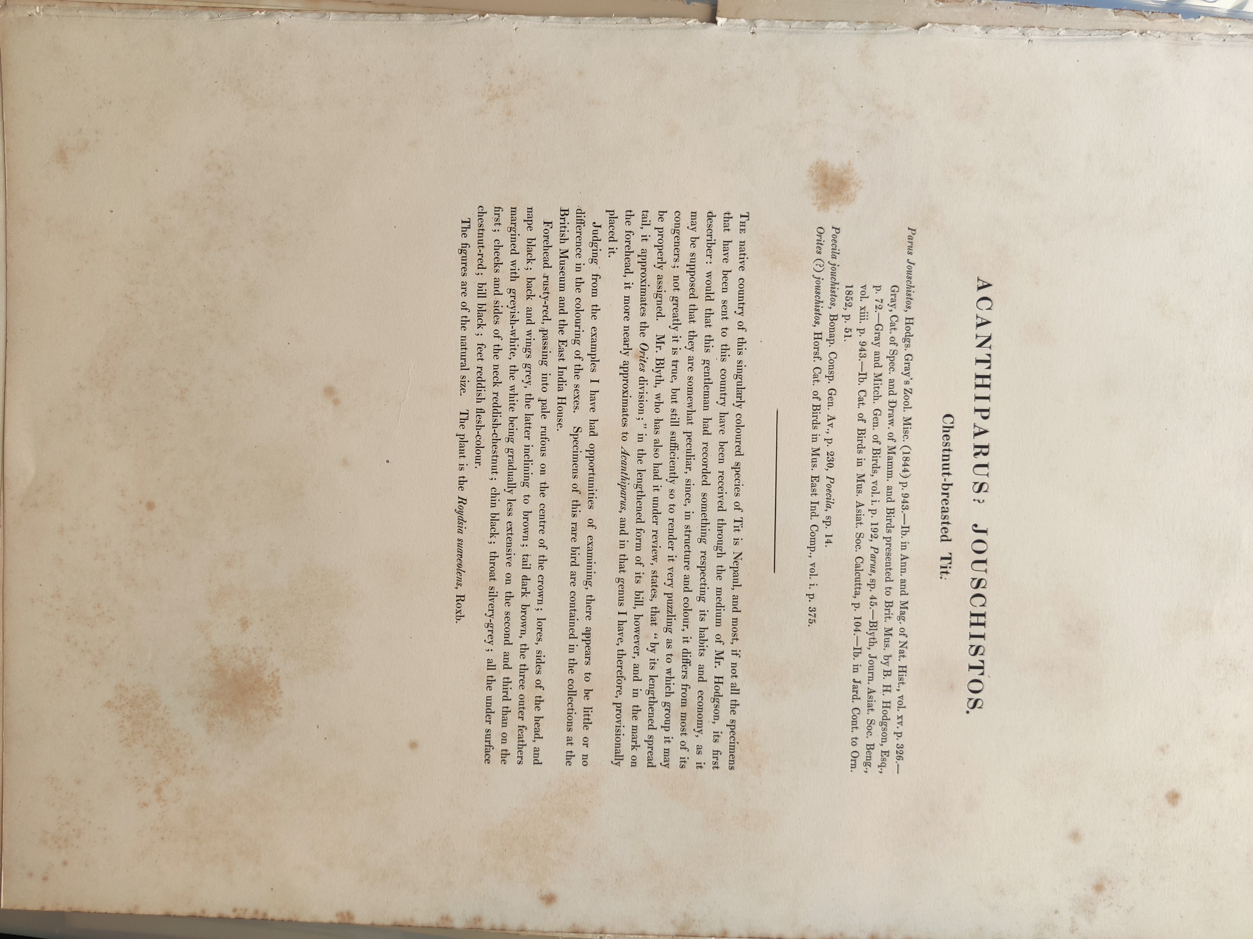 A couple of birds sitting on top of a tree branch.