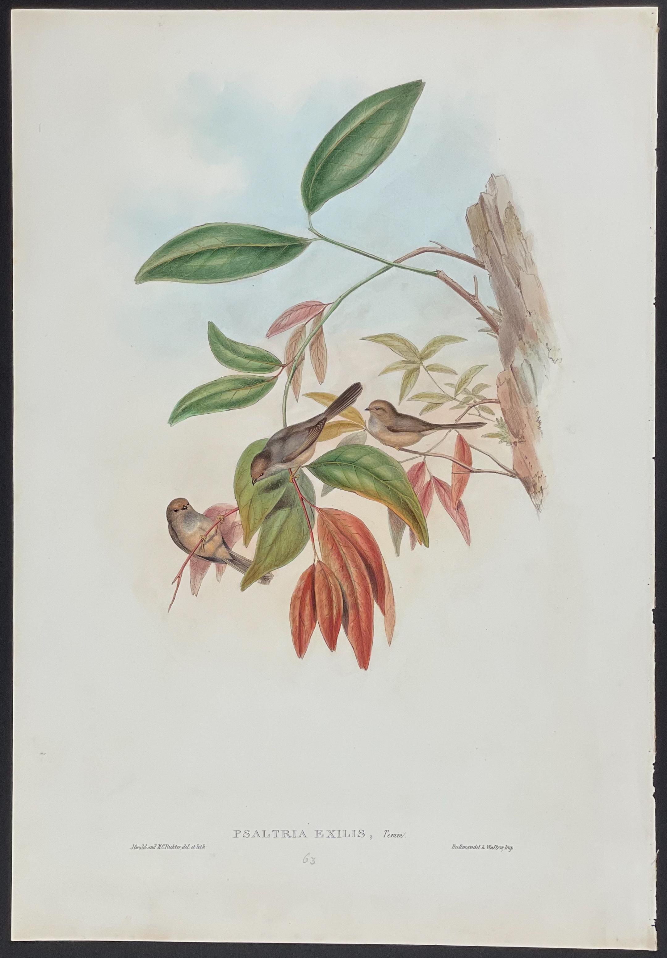 A botanical-style illustration of three small birds perched on a branch with green and red leaves.