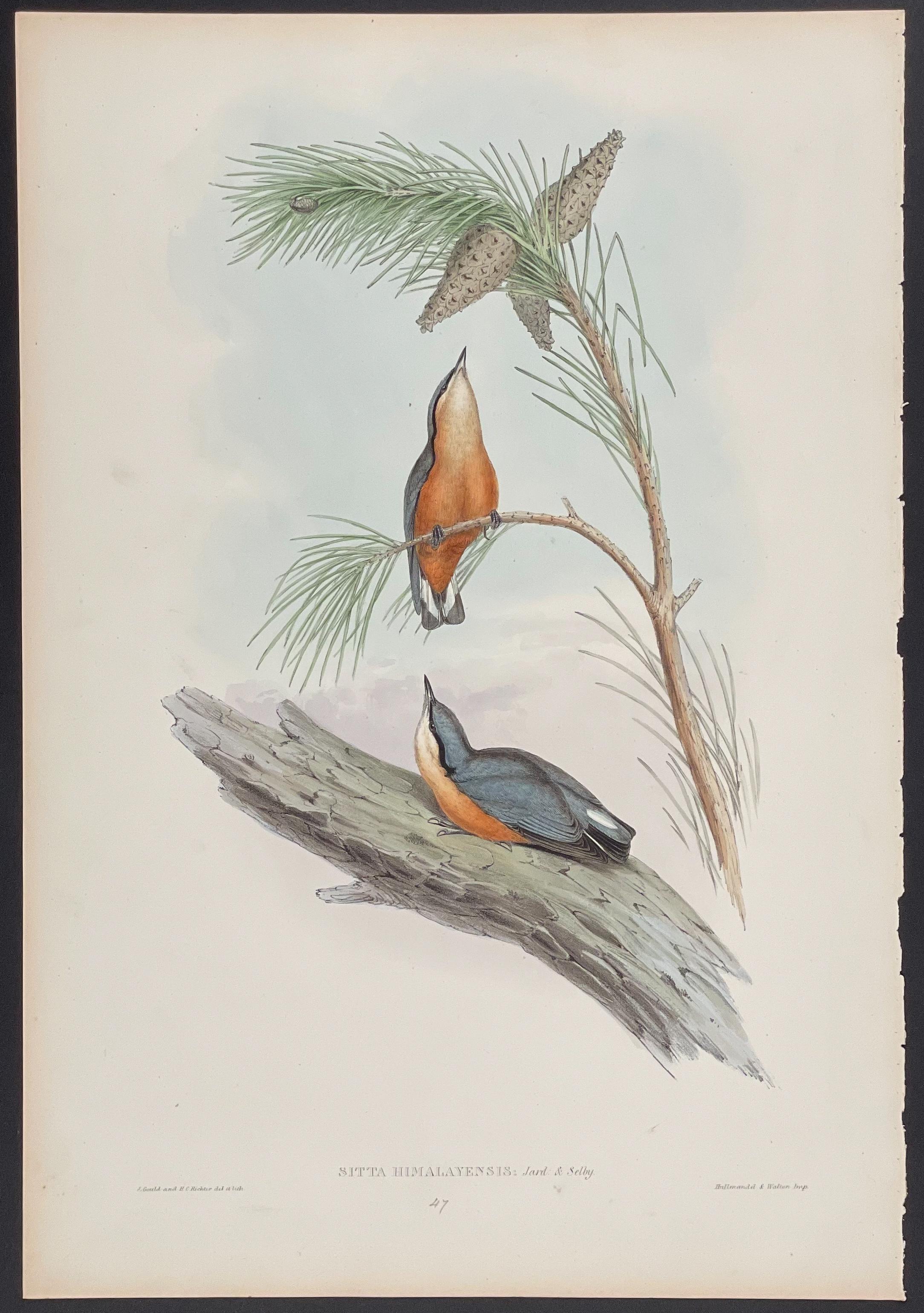 Himalayan Nuthatch by John Gould, 1850 and 1883