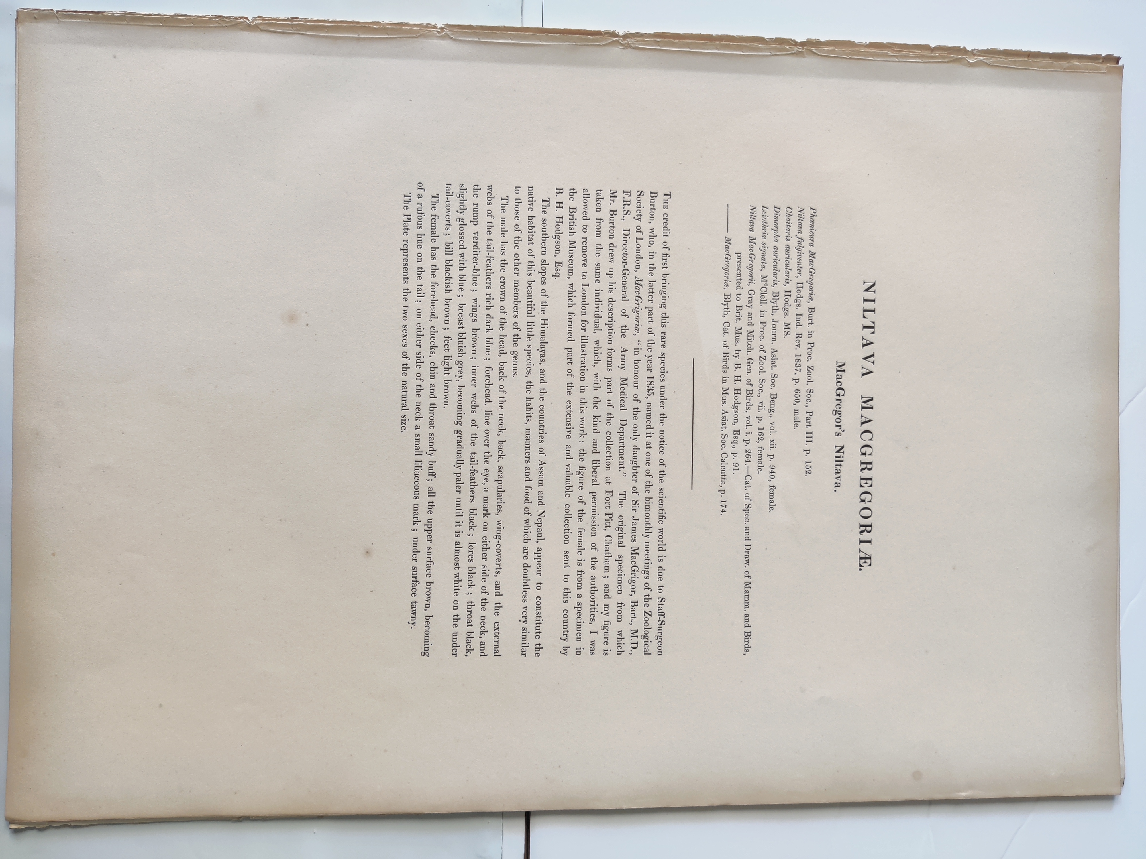 A bird sitting on top of a tree branch next to another bird.