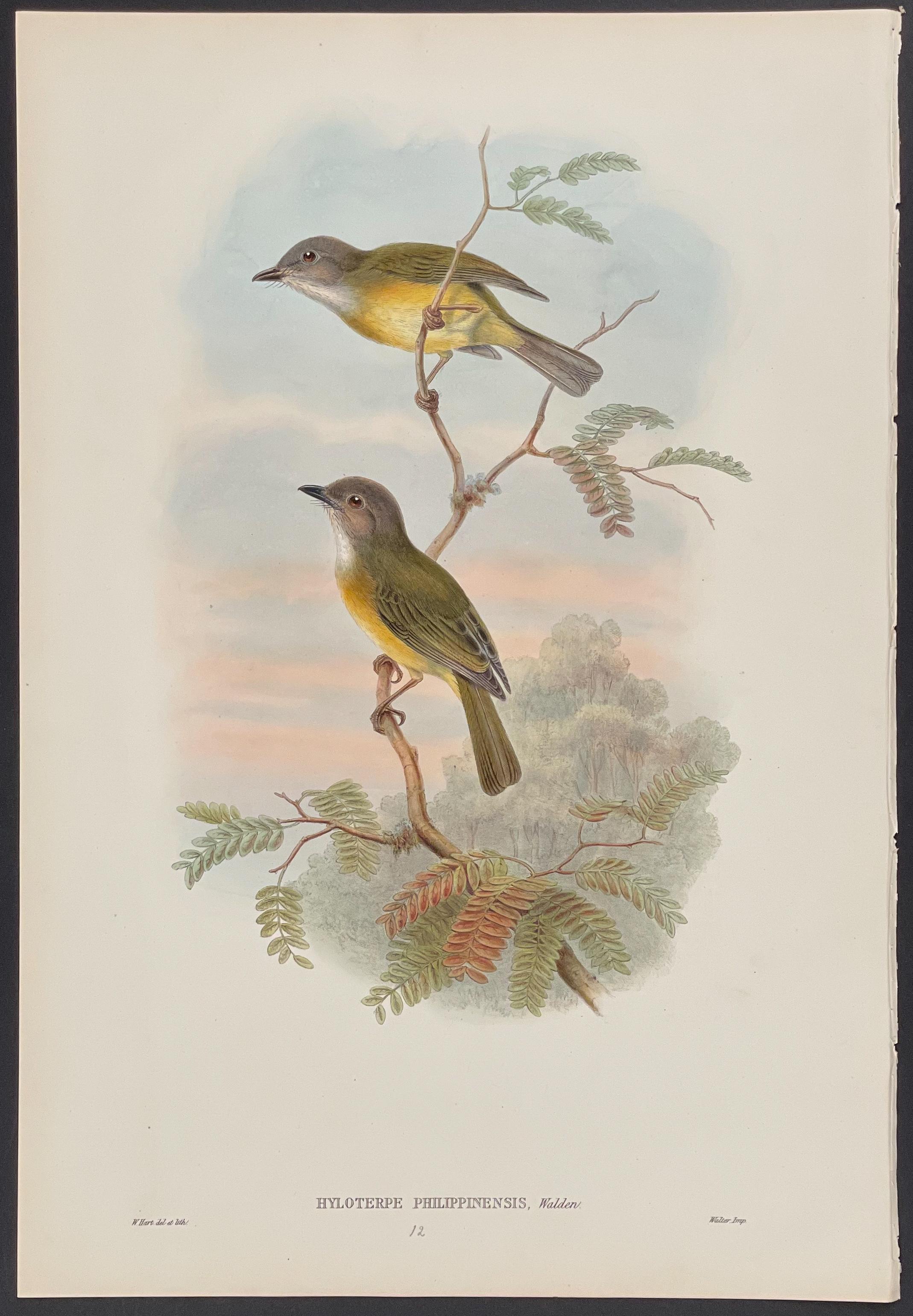 A detailed illustration of two small birds perched on a branch against a soft sky background.