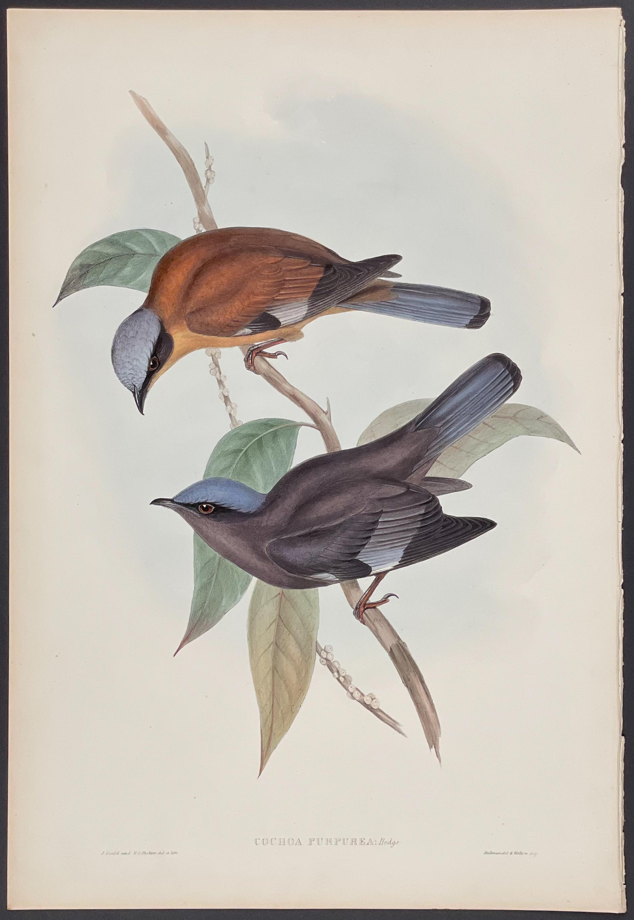 Purple Cochoa by John Gould, 1850 and 1883