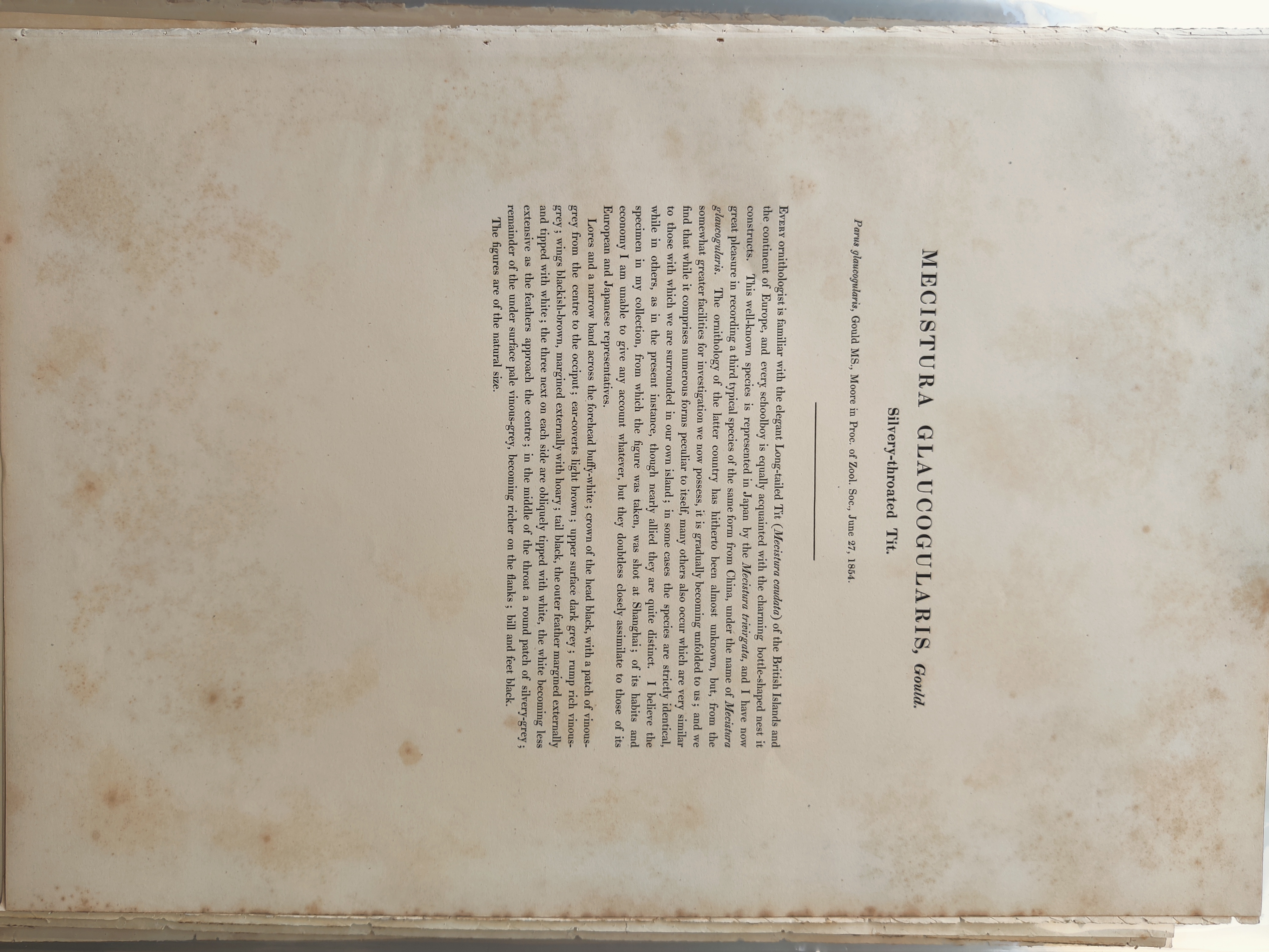 A bird sitting on top of a tree branch.