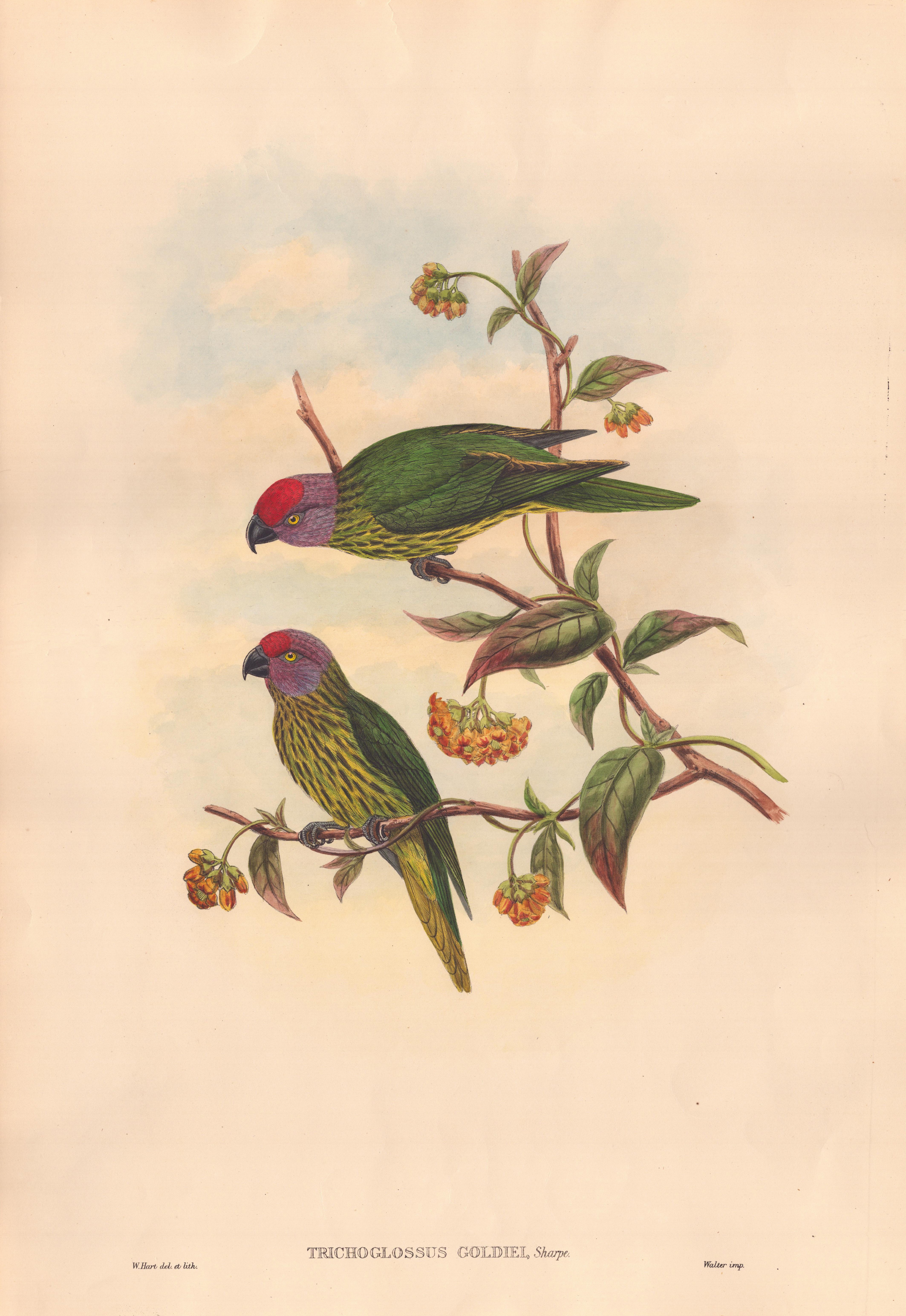 A couple of birds sitting on top of a tree branch.