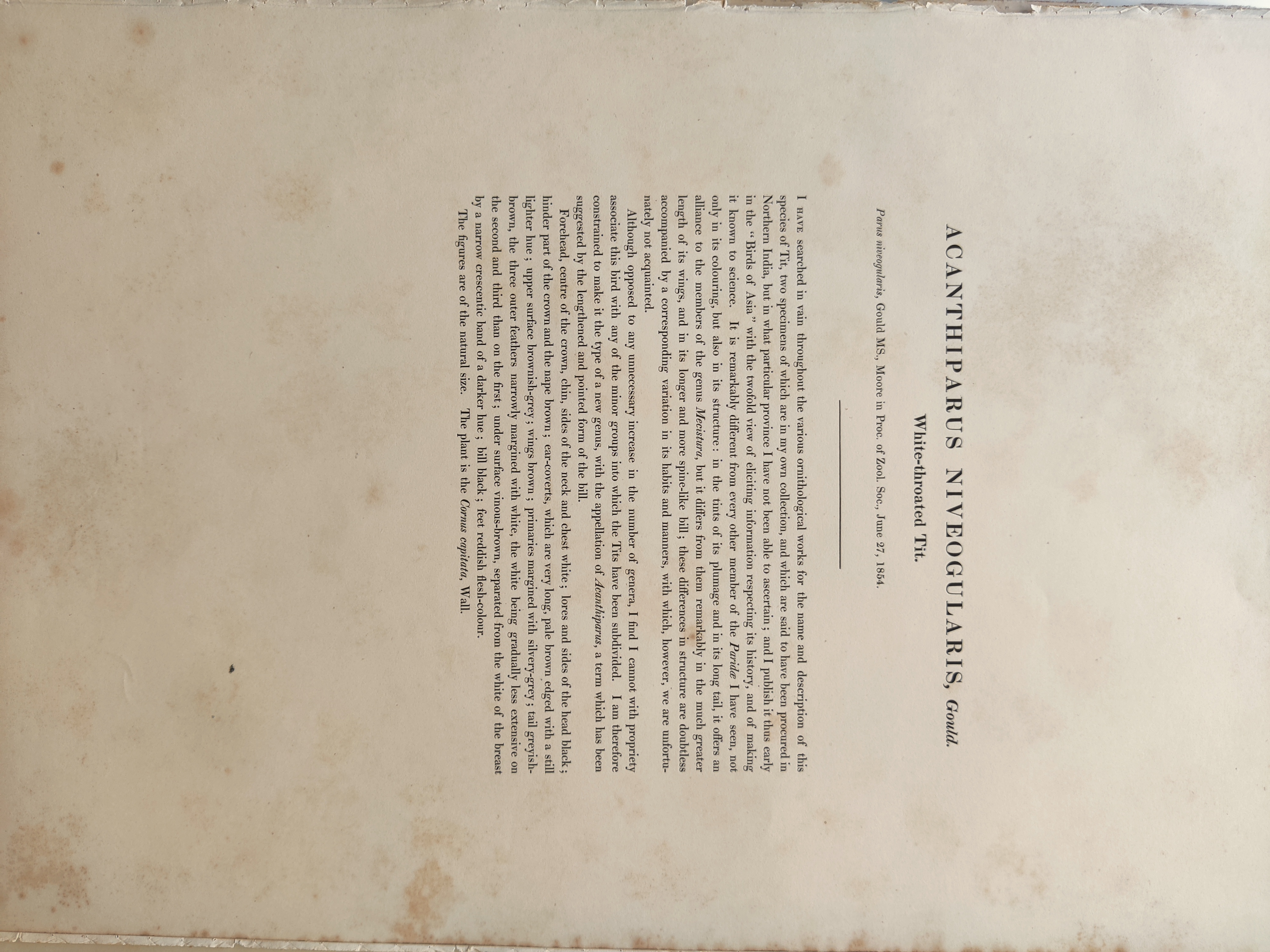 A bird sitting on top of a tree branch next to a flower.