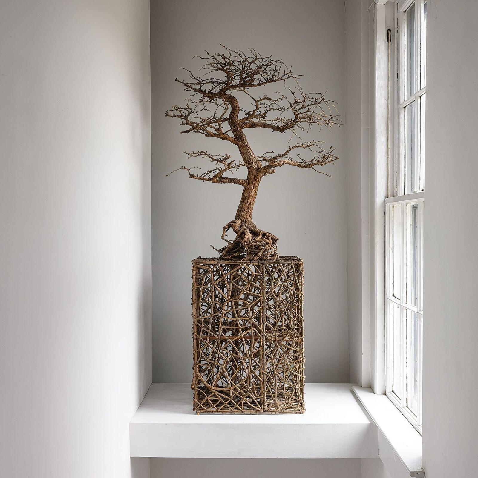 John McQueen | Same Difference - Bonsai (2014) | MutualArt