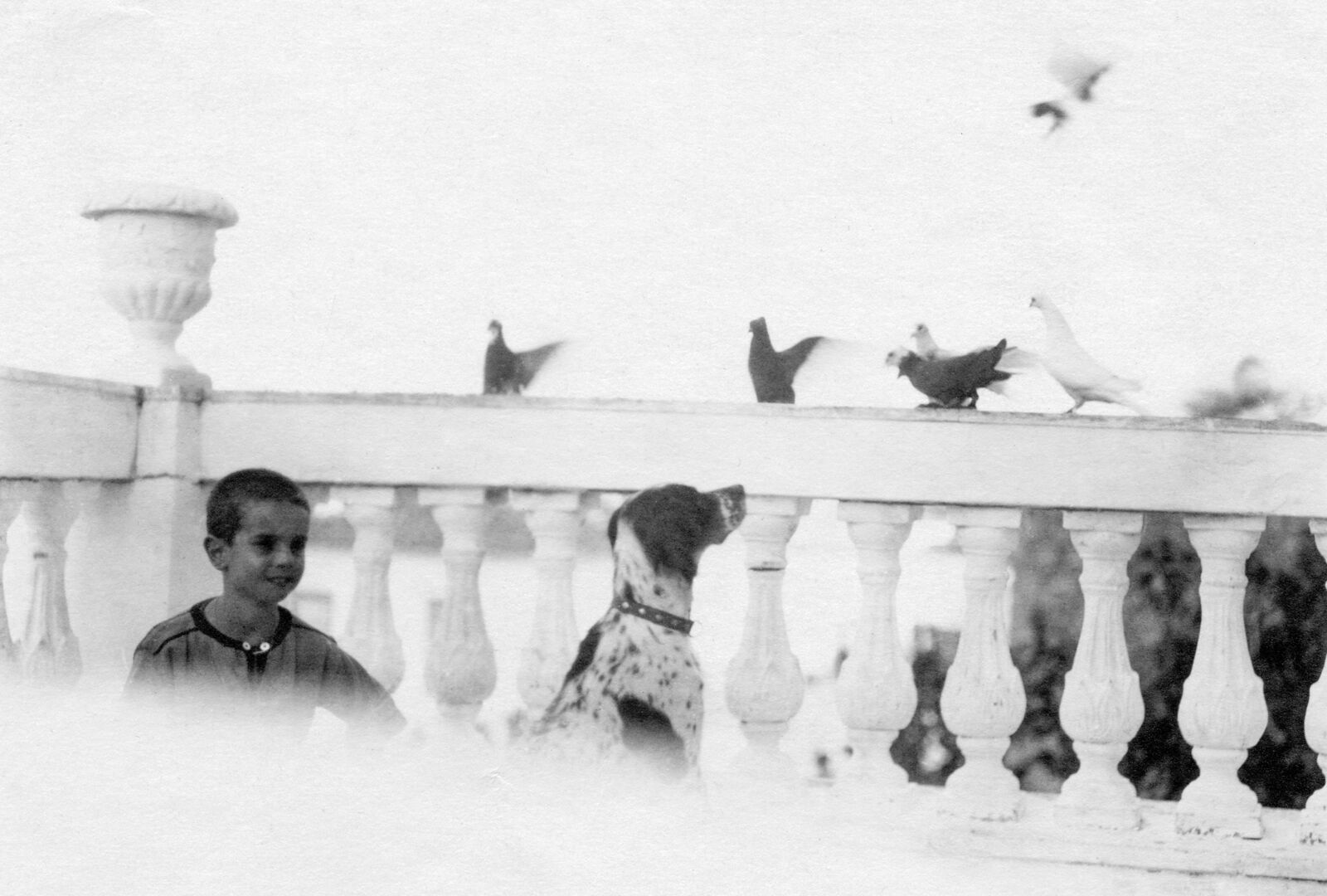 A young boy standing on a balcony with a dog and pigeons.