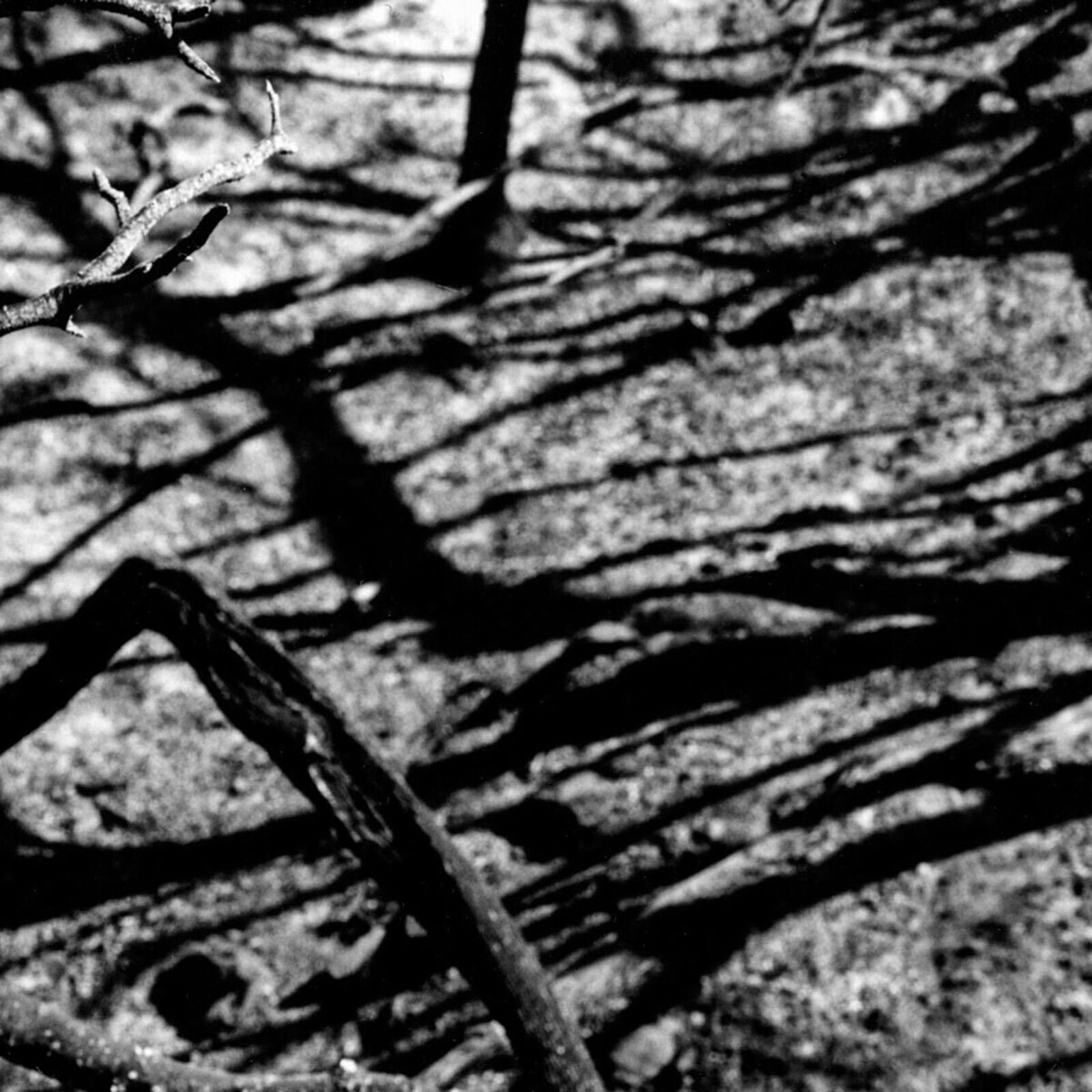 A black and white photo of a tree in the desert.