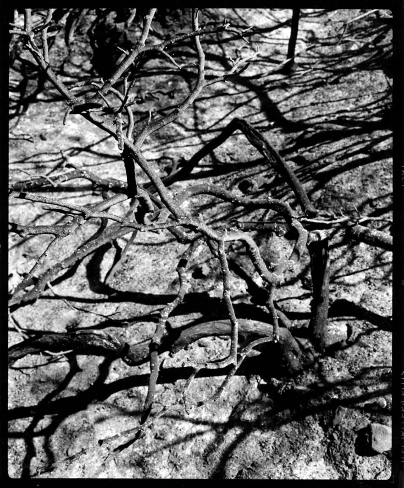 A black and white photo of a tree in the desert.