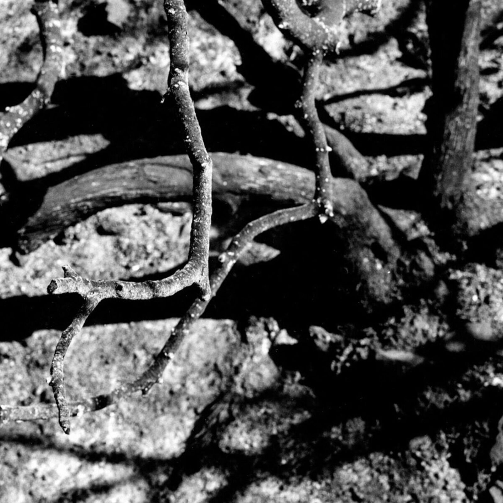 A black and white photo of a tree in the desert.