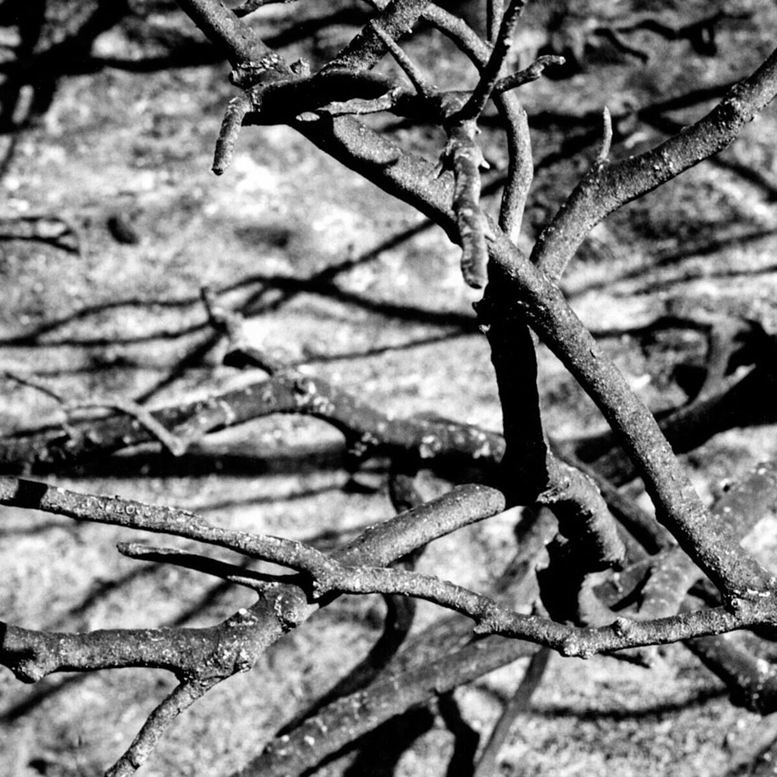 A black and white photo of a tree in the desert.