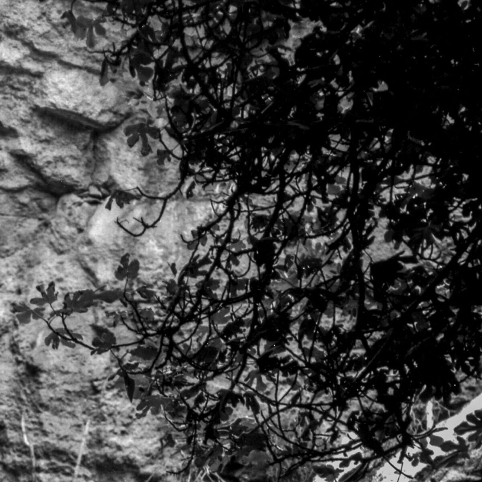 Artwork by John Stathatos, The Garden of the Hesperides II, Made of Archival Giclée Pigment Print on Archival Paper 